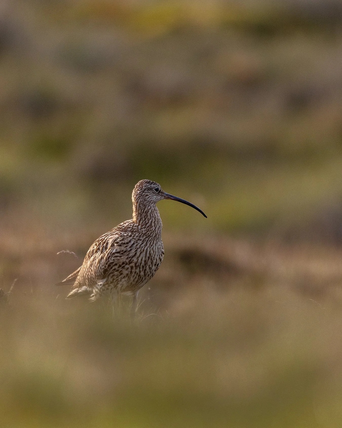 Upland Curlew in the Dales watching over 1 of 3 curlew chicks taken last Summer. I'm not big into shooting from a car but this stunning encounter watching the relaxed behaviour of the chicks foraging for insects among the vegetation right in front of