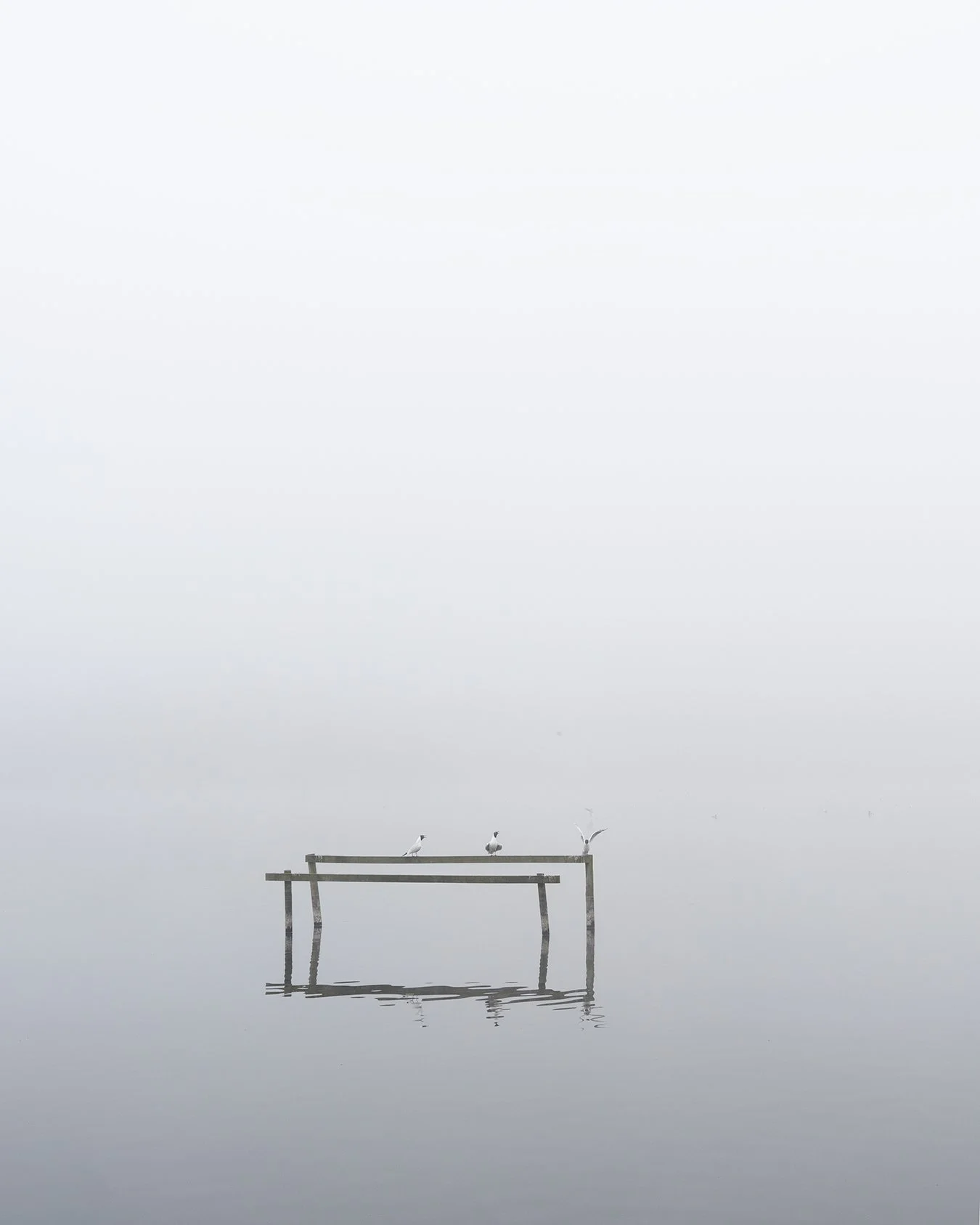 Some atmospheric wetland scapes from a foggy morning over the weekend. 

I always shoot with at least +1 exposure compensation in these conditions as the close weather tends to result in underexposed shots and can lead to unintentional silhouetted sh