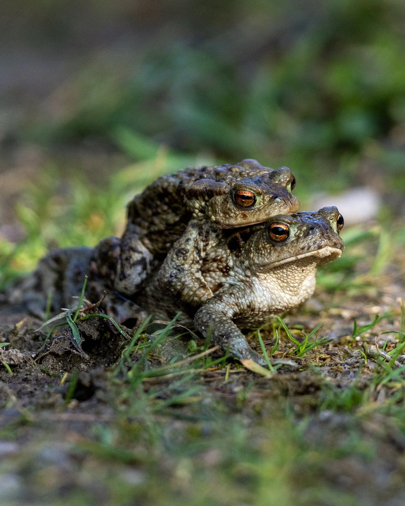 A toad-ally awesome encounter during last week's private guiding experience where we encounter lots of common toads making their way to their breeding grounds!