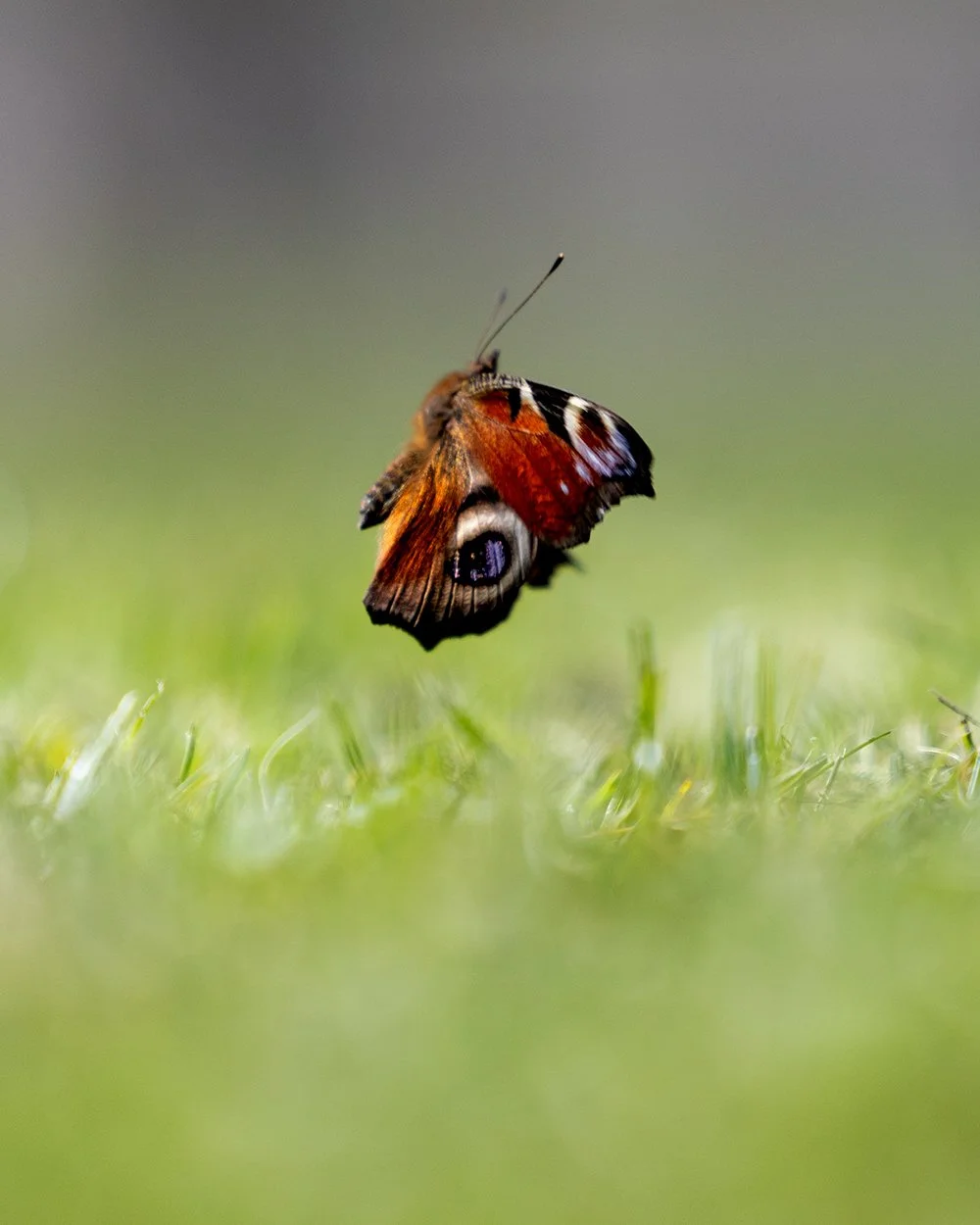 What's the trickiest aspect of photography for any photographer? 

New video over on the Youtube channel along with some photos of a beautiful peacock butterfly.