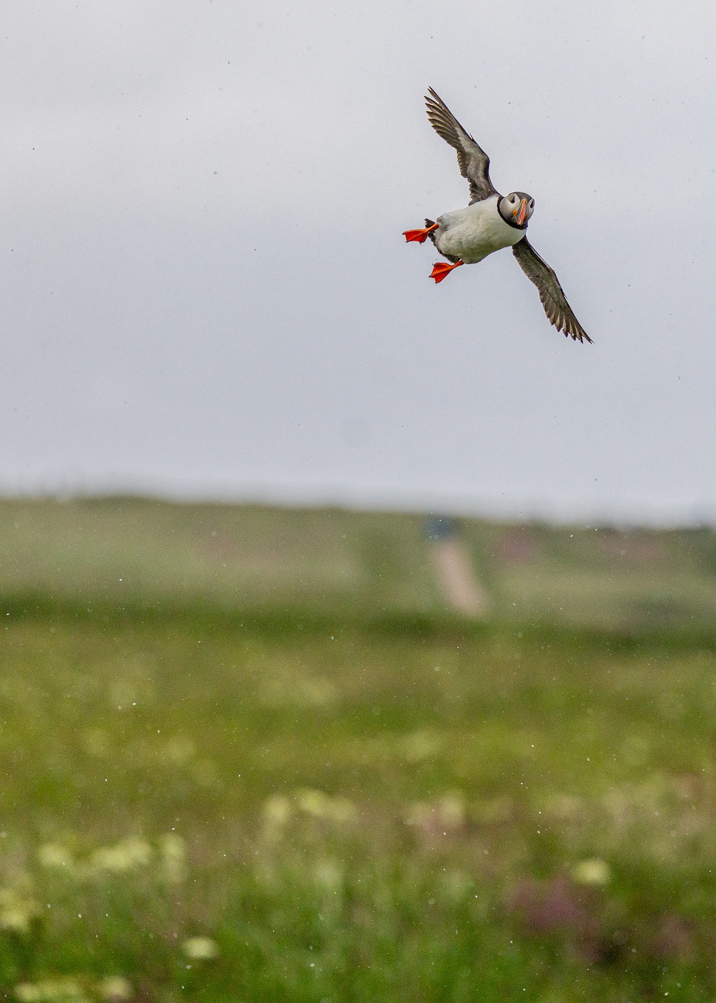 A rare sighting of a Yorkshire Puffin flying over a field!

Keep an eye on your inbox this month for new Secret Wander (only in you're on the mailing list via the website)