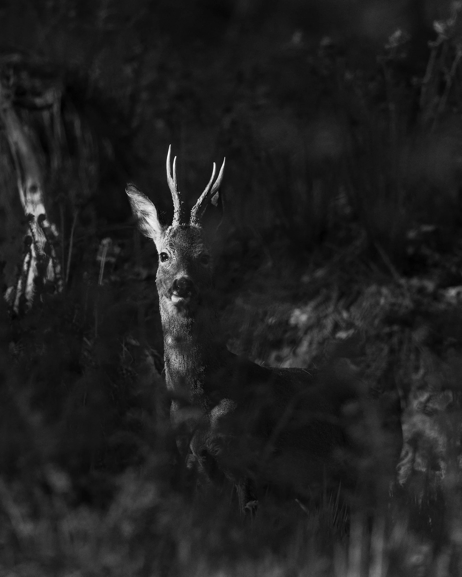A stunning Roe Buck in the woods. 

This kind of spot light breaking through the canopy always requires an exposure compensation adjustment of at least -1.
