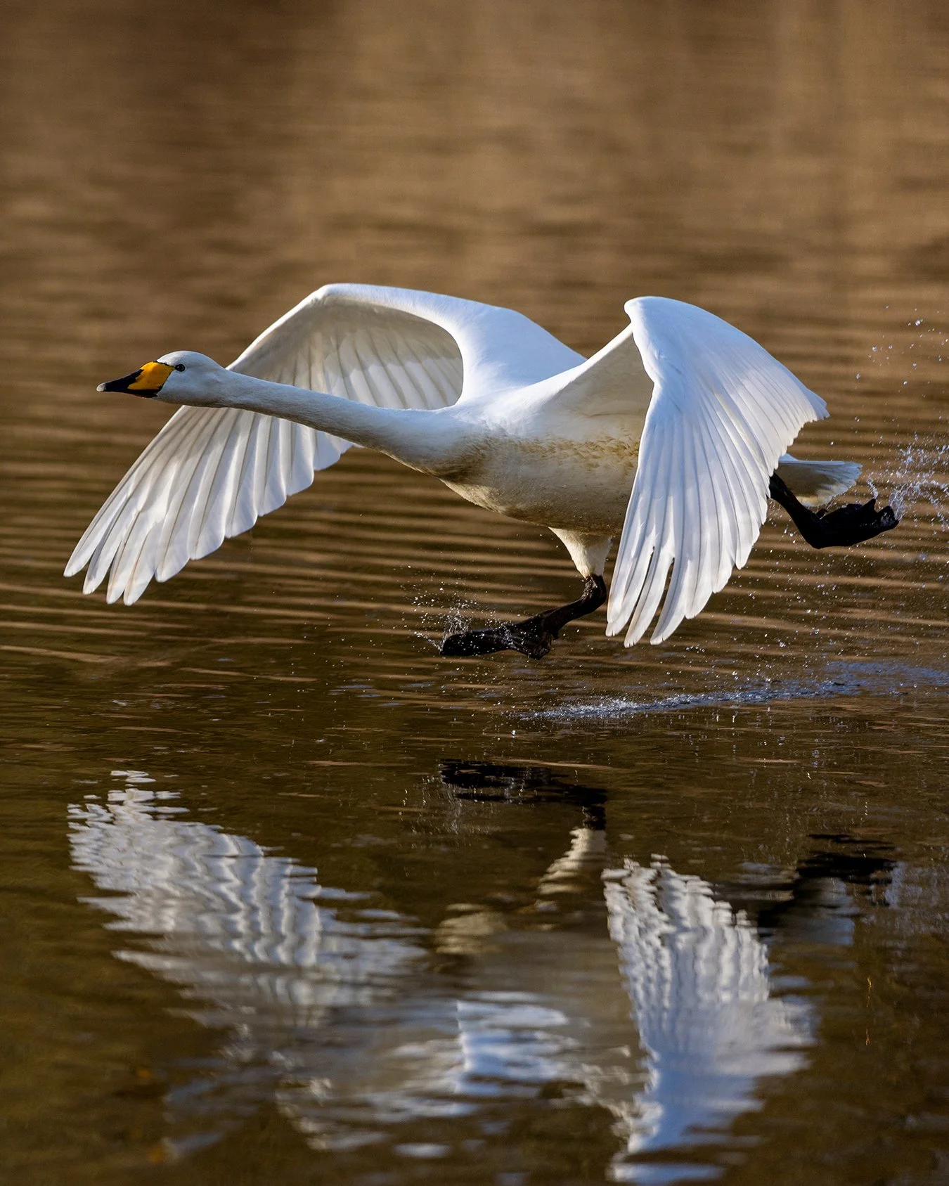 A special, surprise encounter with a pair of Whooper Swans at a local spot.  Likely on route to Icelandic breeding ground the pair displayed some courtship behaviour that I was able to catch footage of you can find this and the camera settings I used