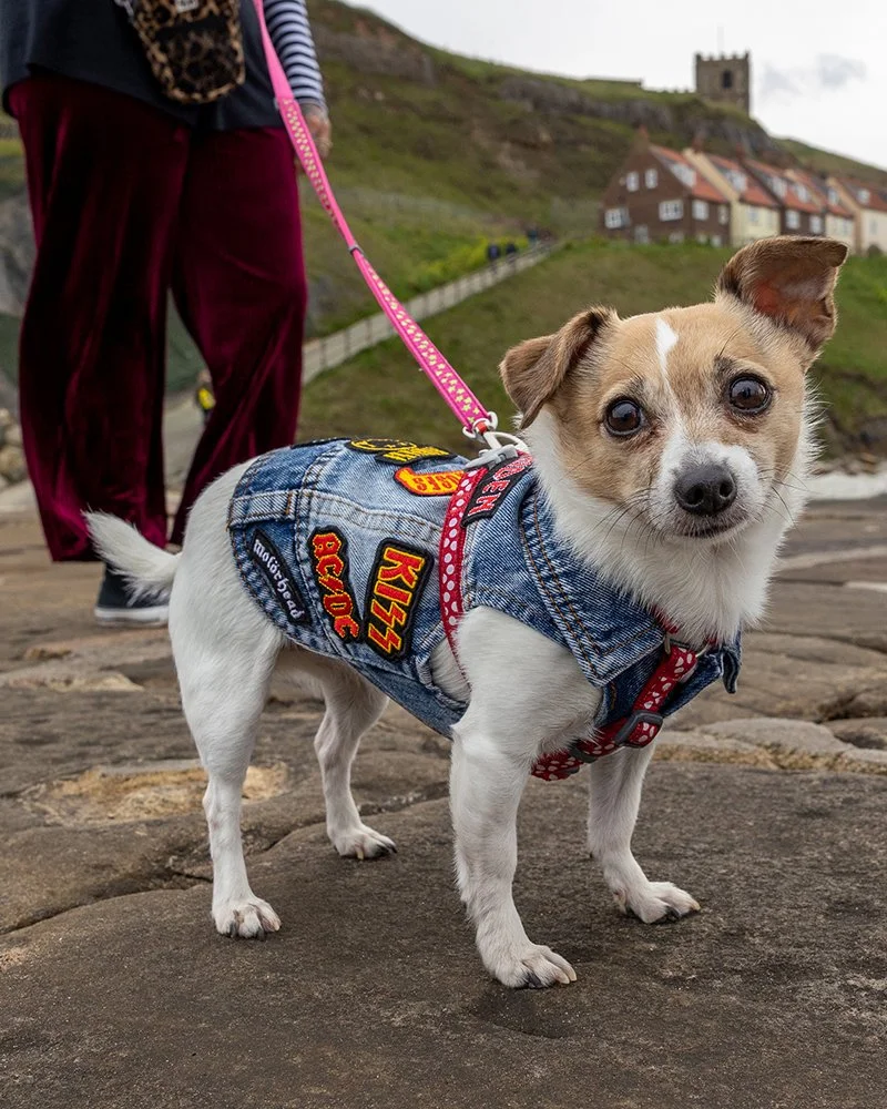 🤩It's an exciting finale to the month with lots of exciting steps with a camera ahead! From wildflower vistas in the Dales to gothic steps in Whibty with some wild bluebell woods in between! 

AND

The  weather's looking golden 🌞

Check these event