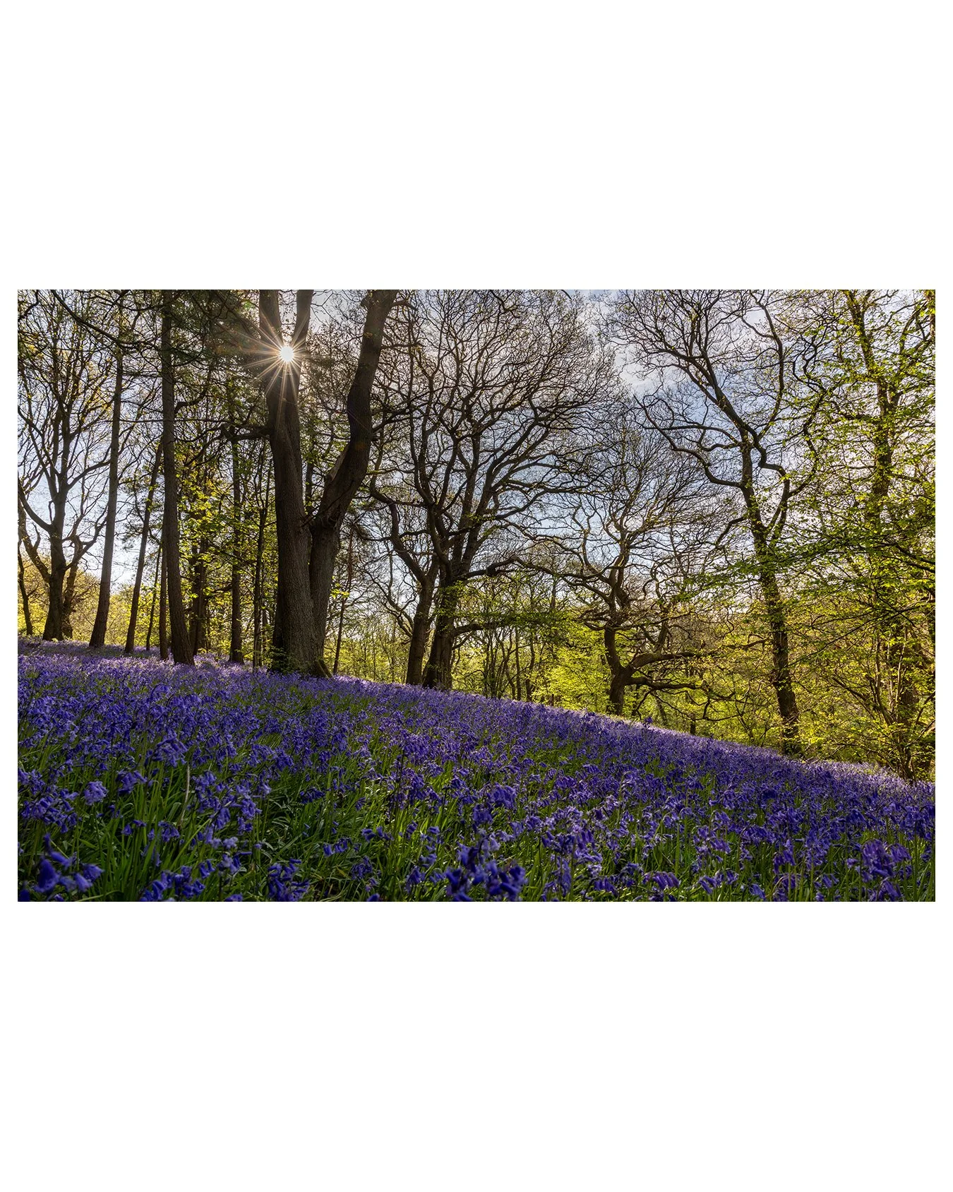 A scene from last weekend's Bluebell Woods Photo Walk in Ilkley.