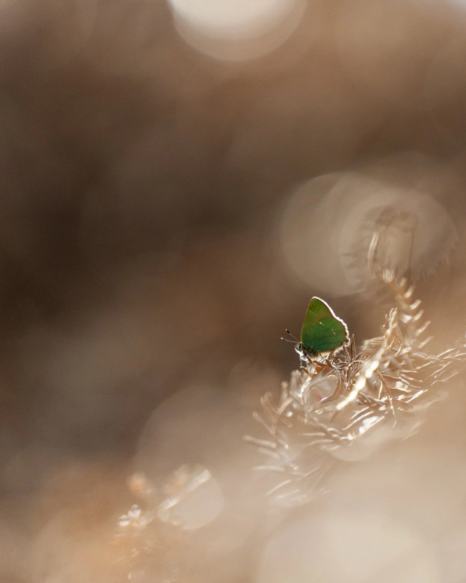 Conditions looking pretty idyllic for tomorrow's Green Hairstreak Safari.

Still a couple of spots left on the Secret Wander so visit the "Secret Wanders with a Camera" link via my profile to catch a glimpse at this easy to miss stunners!