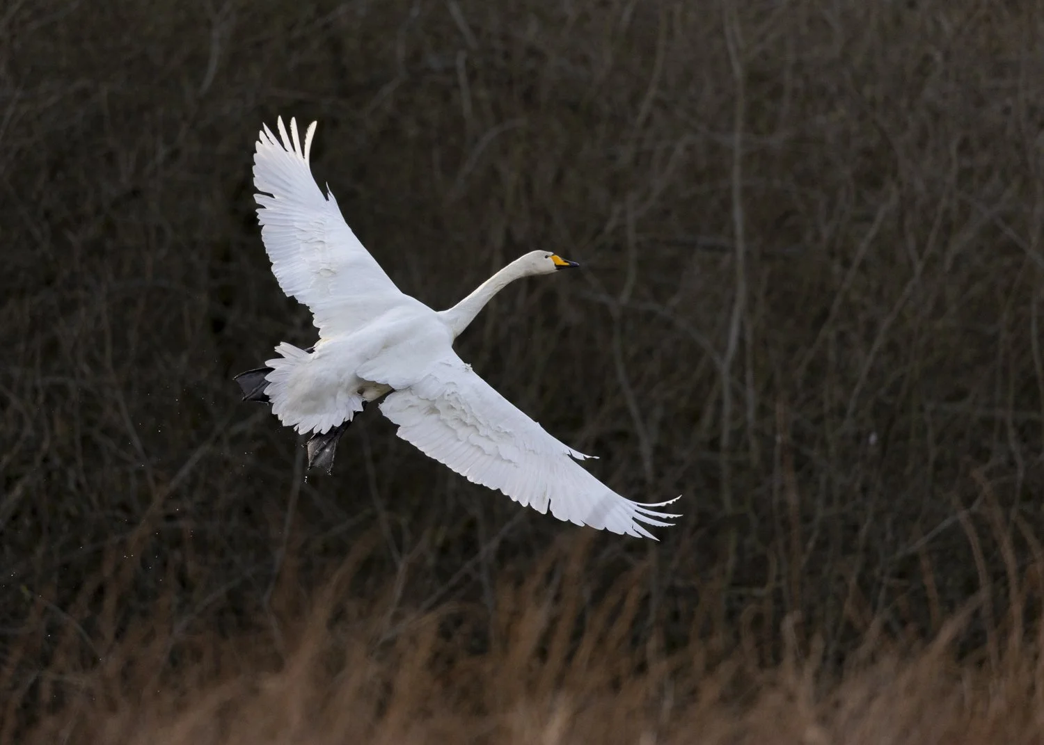 Whooper swan in flight, with wings spread wide.jpg