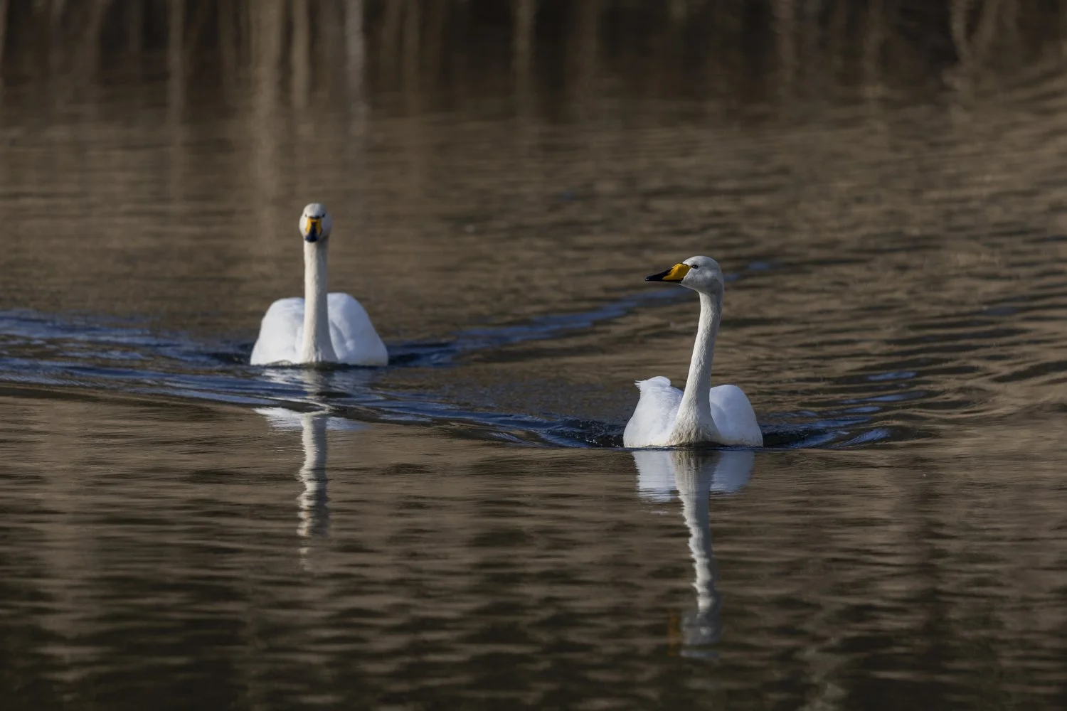 Two whooper swans swimming across the water.jpg