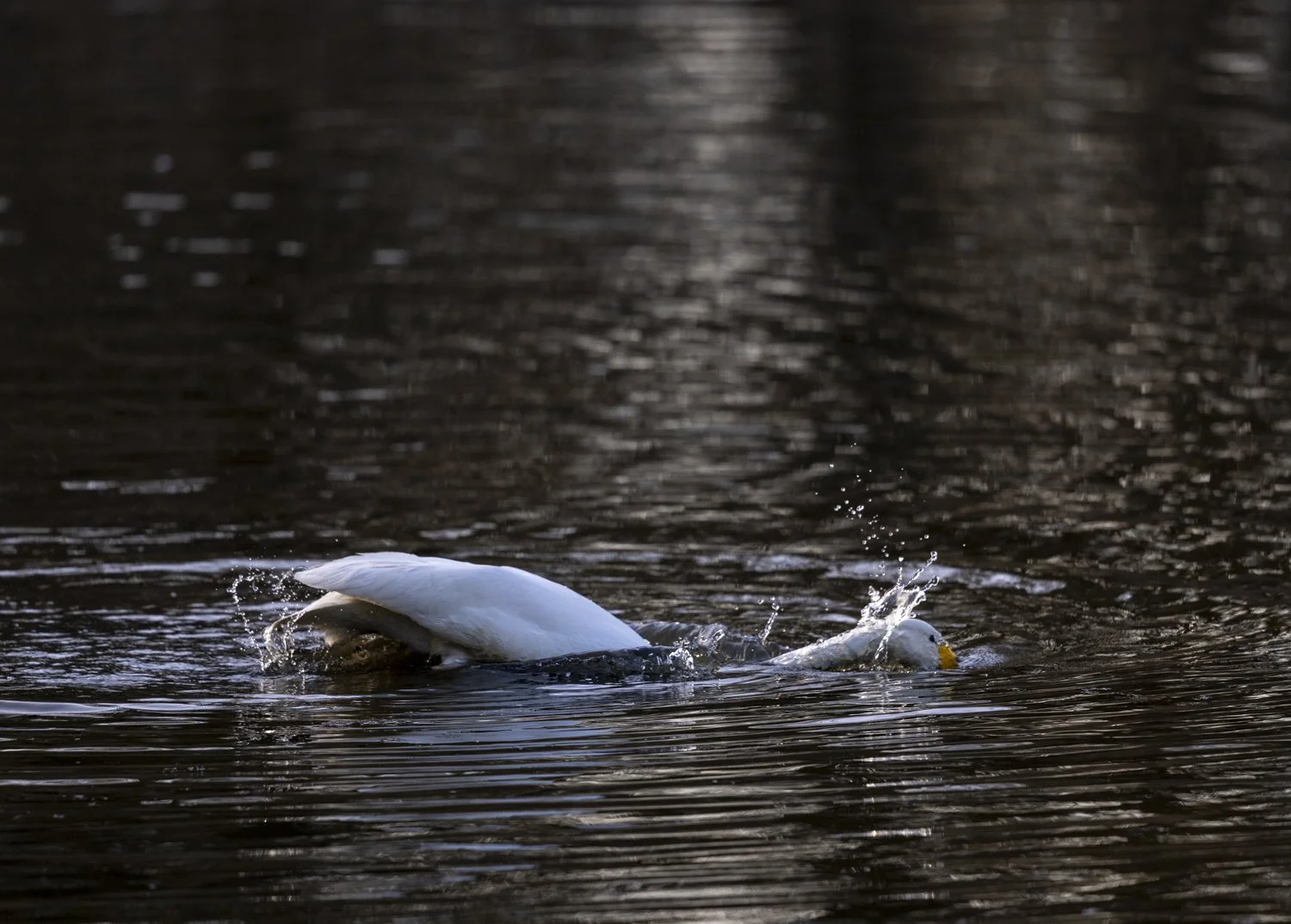 Whooper swan diving beneath the water.jpg