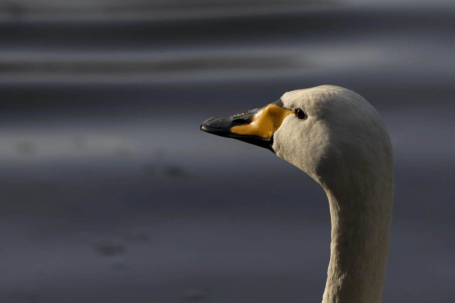Whooper swan's head, looking left, in golden light.jpg