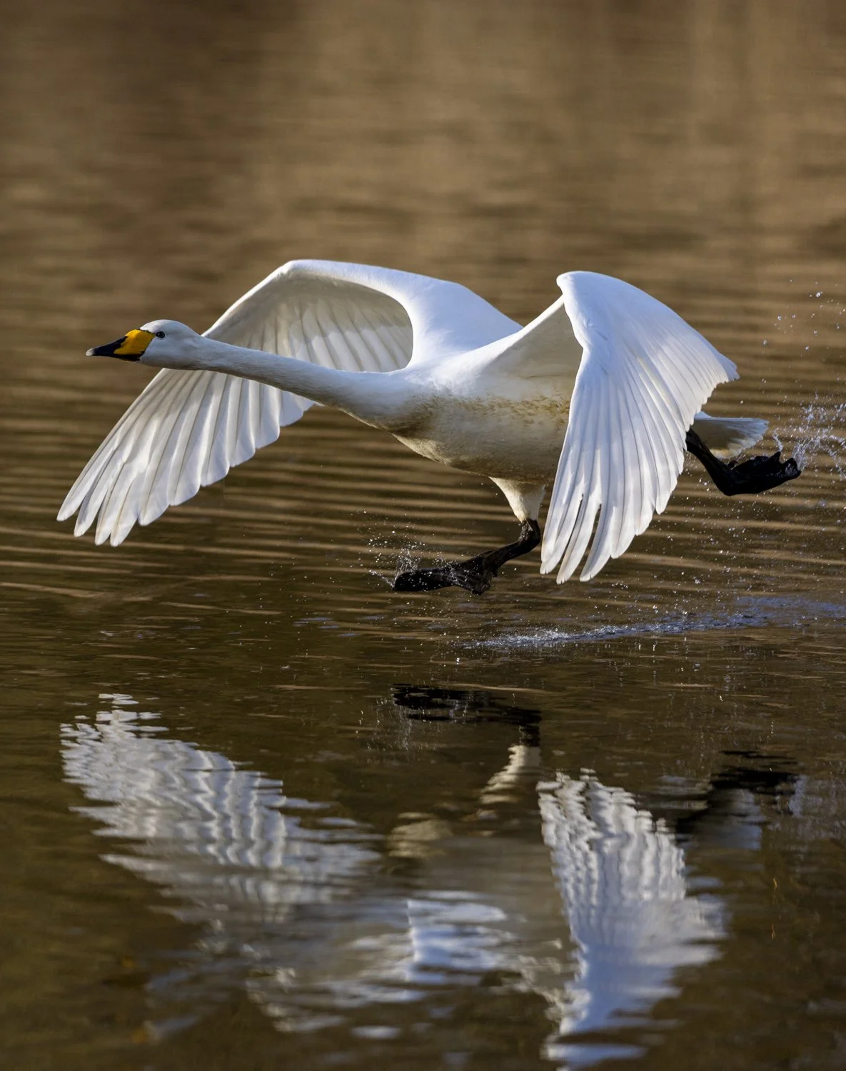 Whooper swan flying just over the water, reflected beneath.jpg