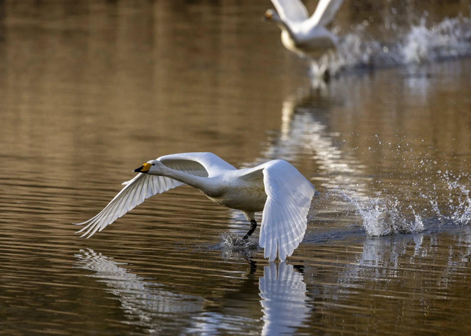 Whooper swans flying across the water, spray behind them.jpg
