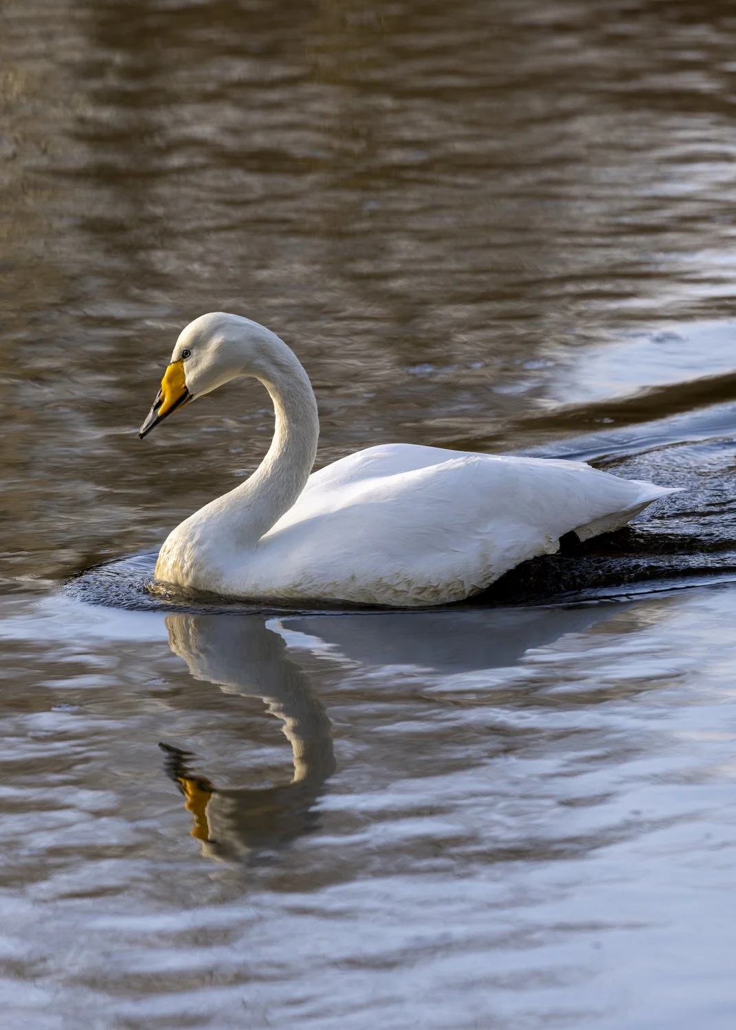 Whooper swan gliding on the water, reflected.jpg