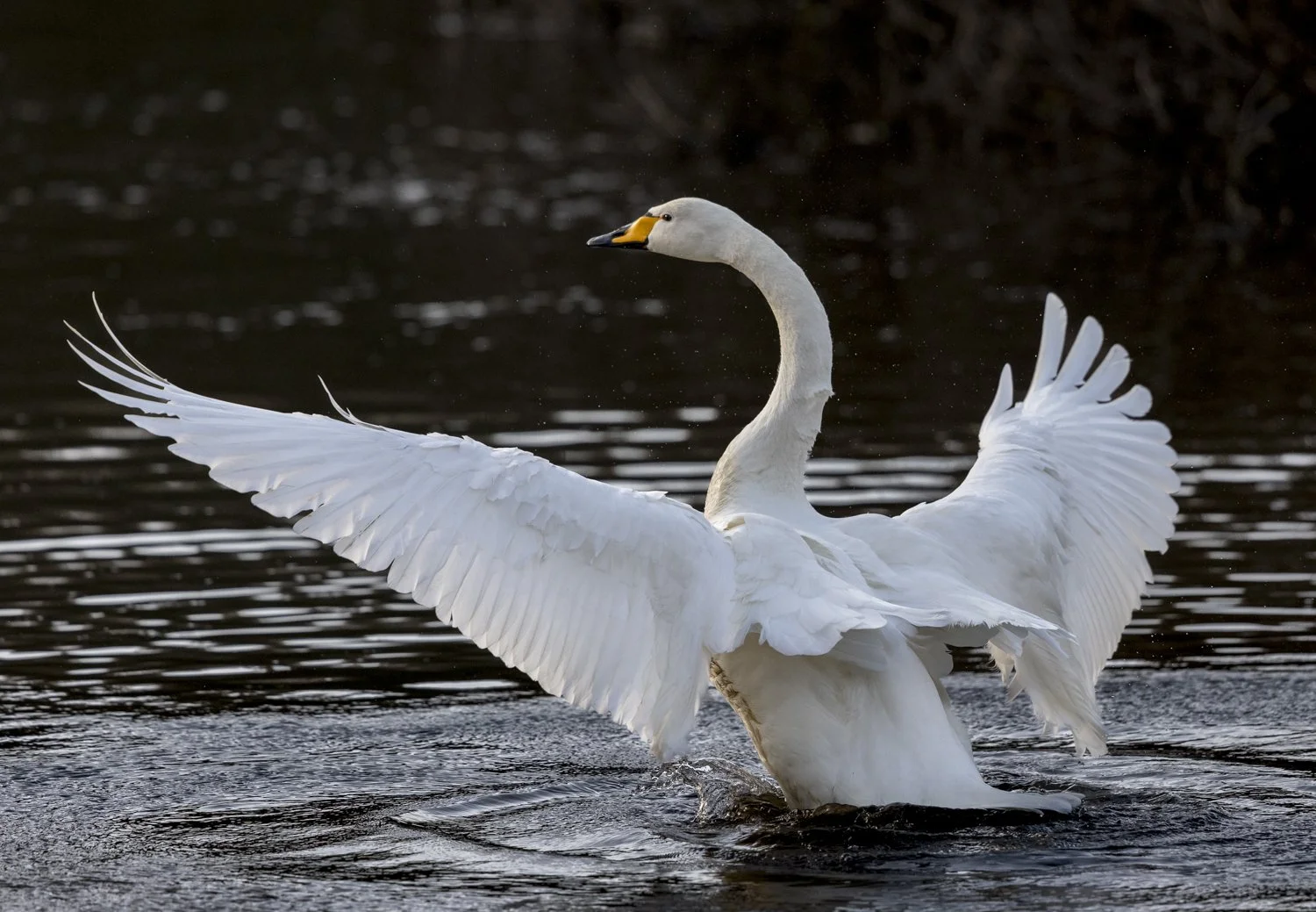 Whooper swan raised above the water, wings spread wide.jpg