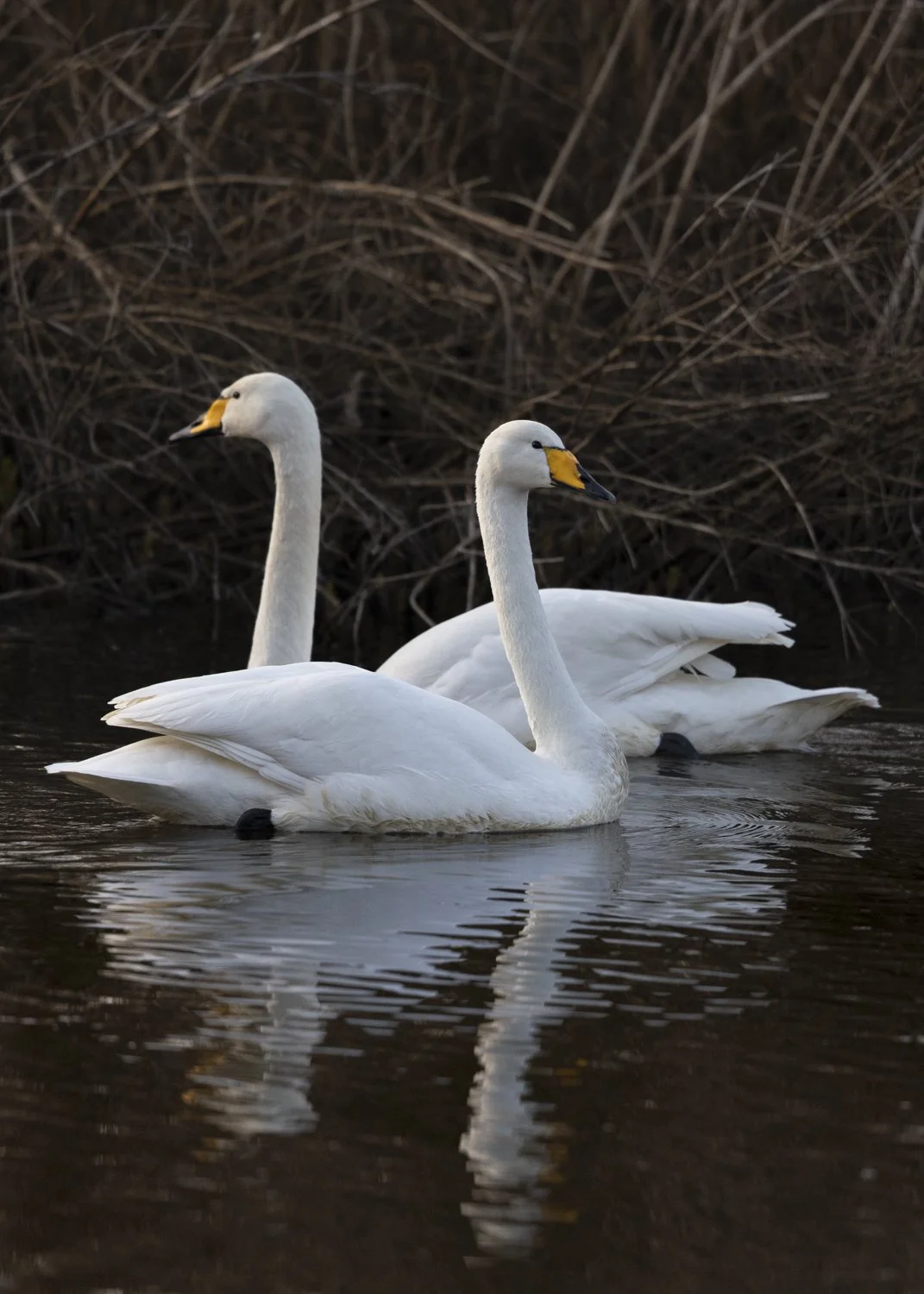 Two whooper swans swimming in different directions, reflected in the water.jpg