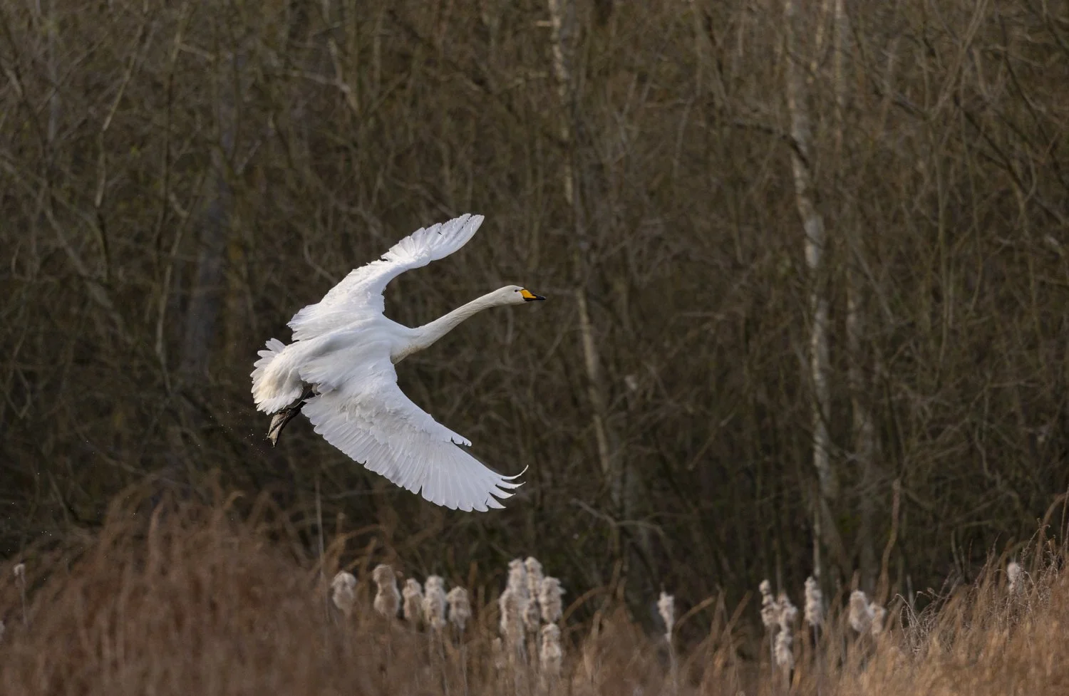 Whooper swan in flight against trees in background.jpg