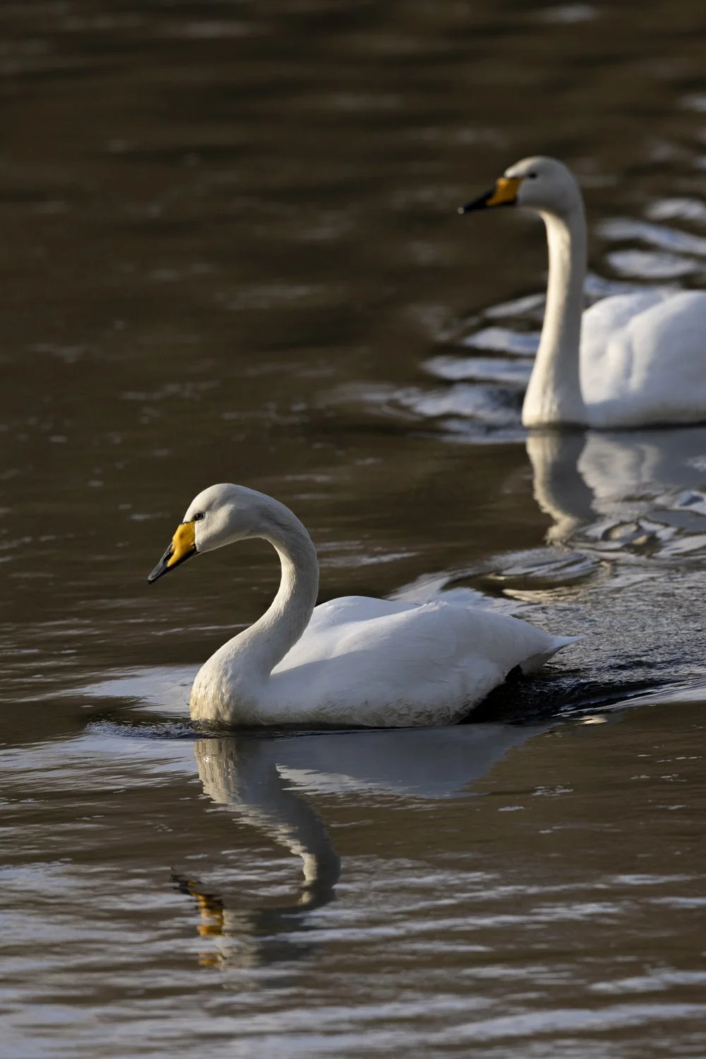 Two whooper swans swimming, one behind the other.jpg