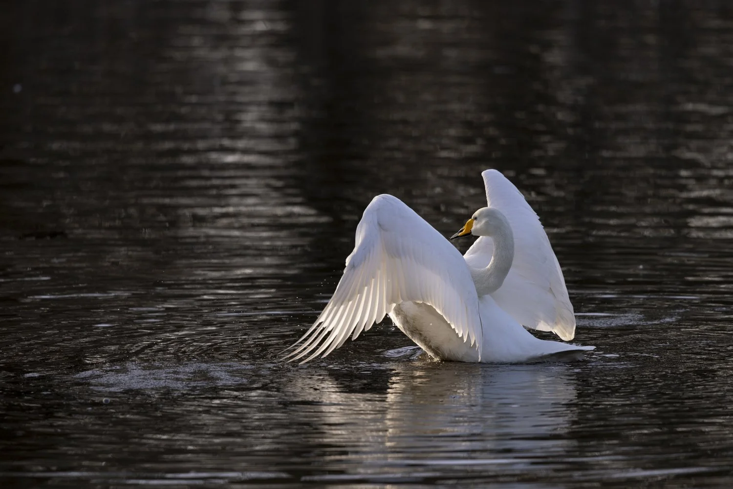 Whooper swan on water with wings raised in courtship behaviour.jpg