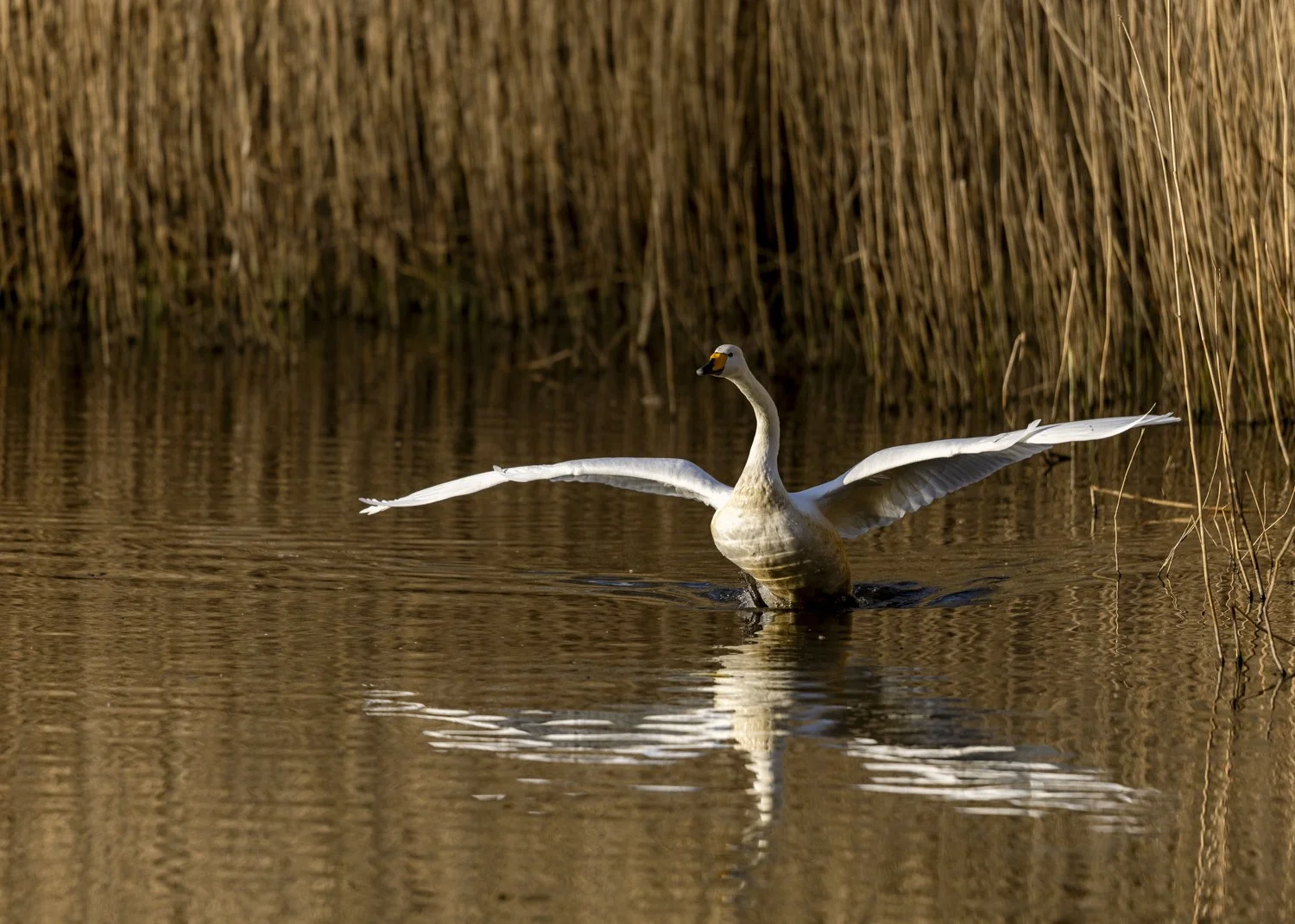 Whooper swan with wings spread on water.jpg