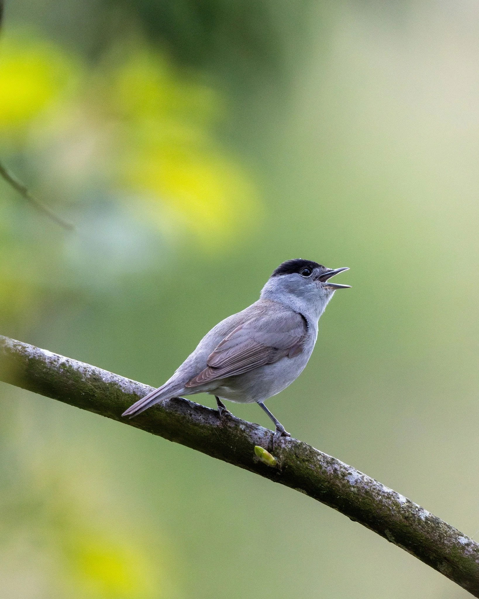 🌞🐤 The Dawn Chorus, is it worth it? 
It's International Dawn Chorus Day tomorrow morning, I'll be sharing my thoughts along with a recording of a dawn chorus taken last year at a former rubbish tip turned Wharfedale Naturalists Society local nature