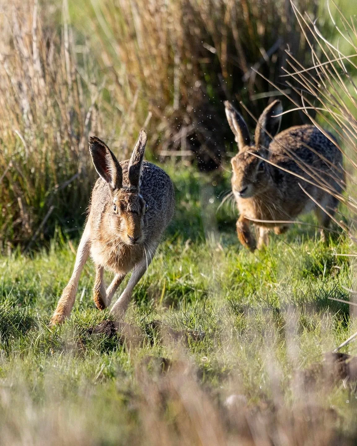 A Hare-y encounter on the moors.

It&rsquo;s always thrilling to see hares, I never really set out photograph them (yet), but they&rsquo;re always a joy to try and capture in the lens.