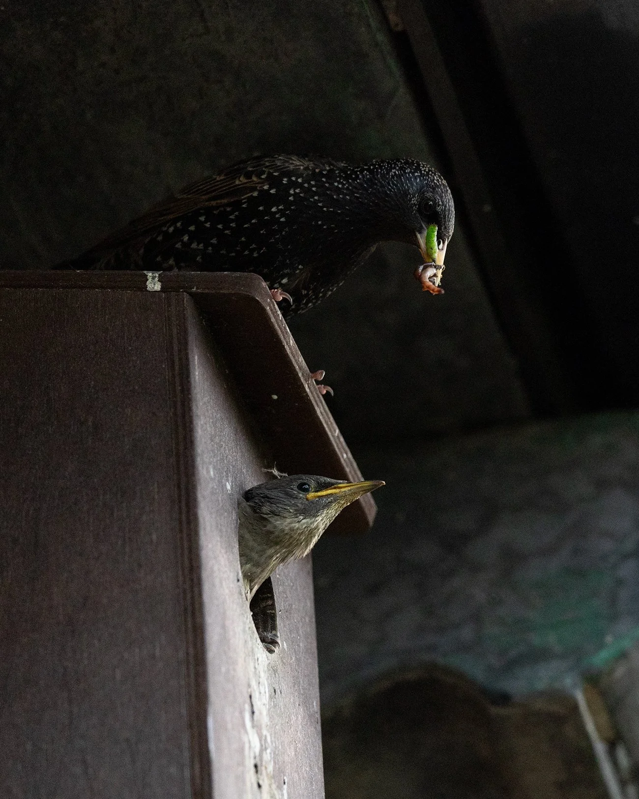 An update from our starling nest box...