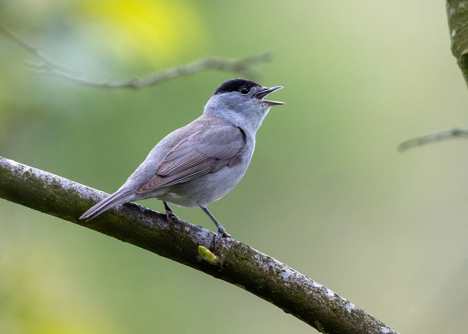 The Dawn Chorus. Worth it?