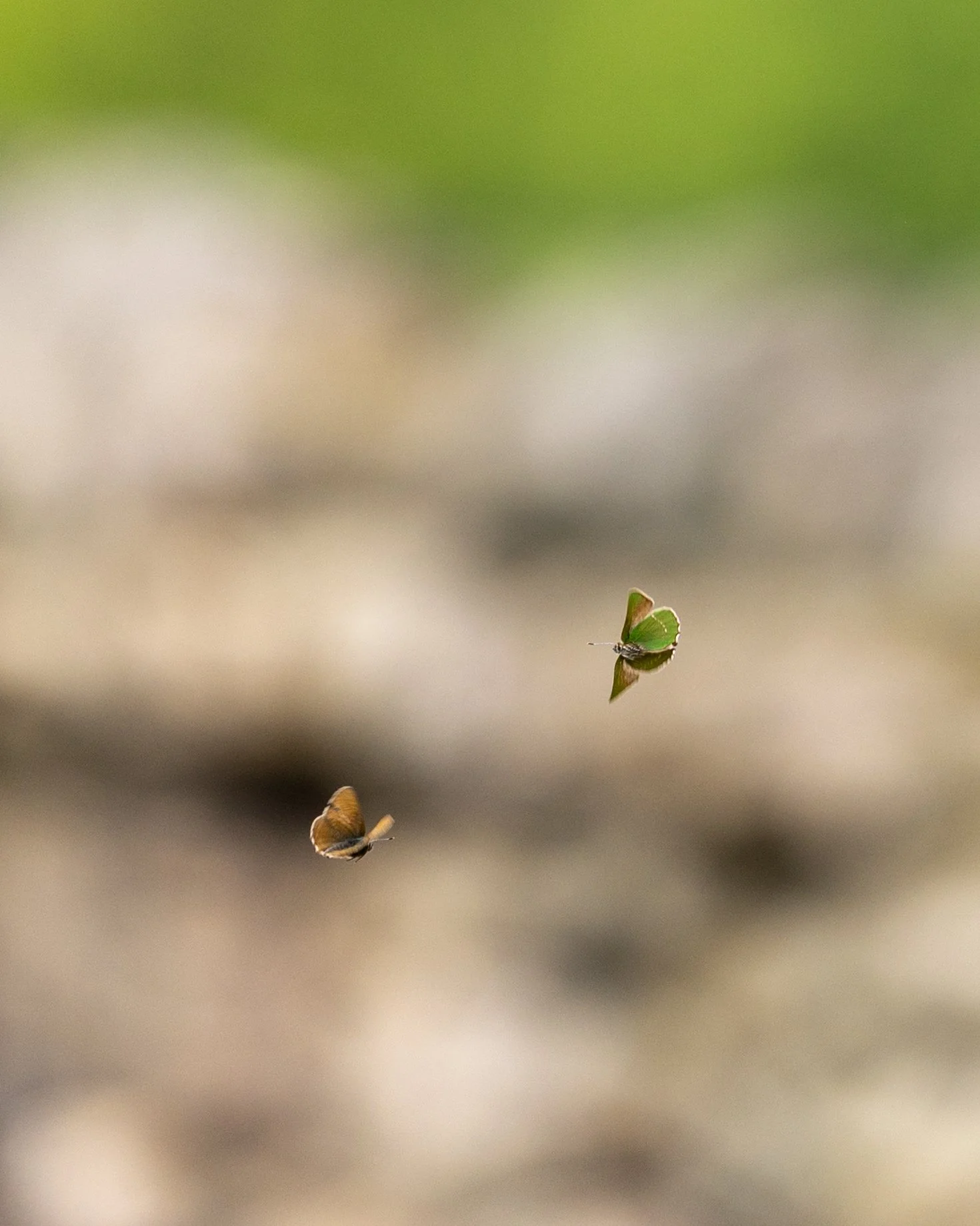 A pair of duelling Green Hairstreaks...