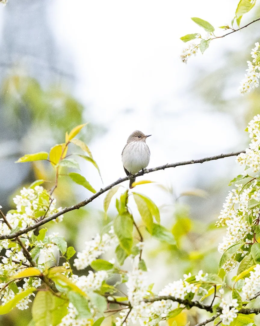 Wonderful to be back in the presence of the stunning but increasingly rare spotted flycatcher this week...