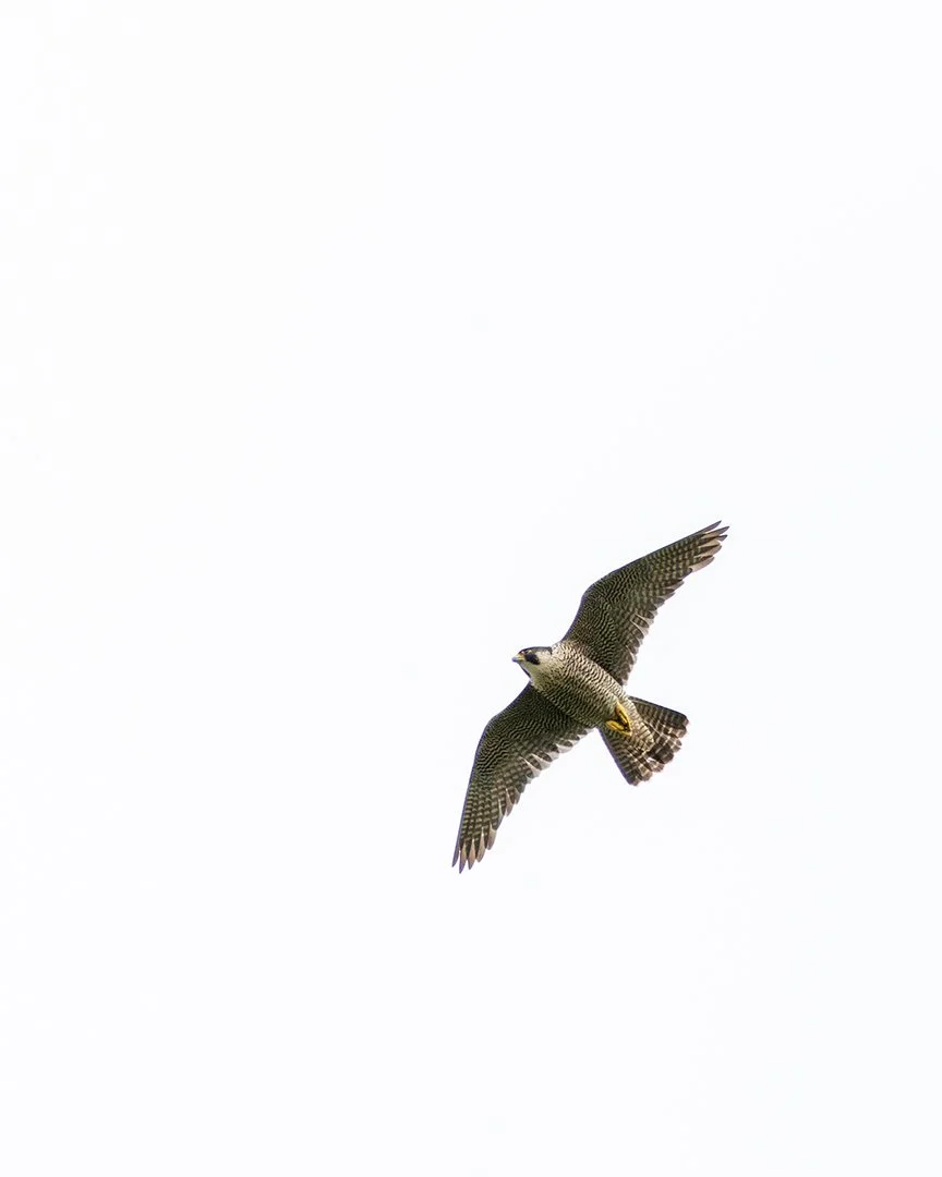 Really excited to be heading back to Malham for the Wildlife Golden Hour Photo Walk next week. Every visit is always magical and I love sharing some of my favourite corners to watch the exciting wildlife that breeds and feeds here. 

Here's a few pho