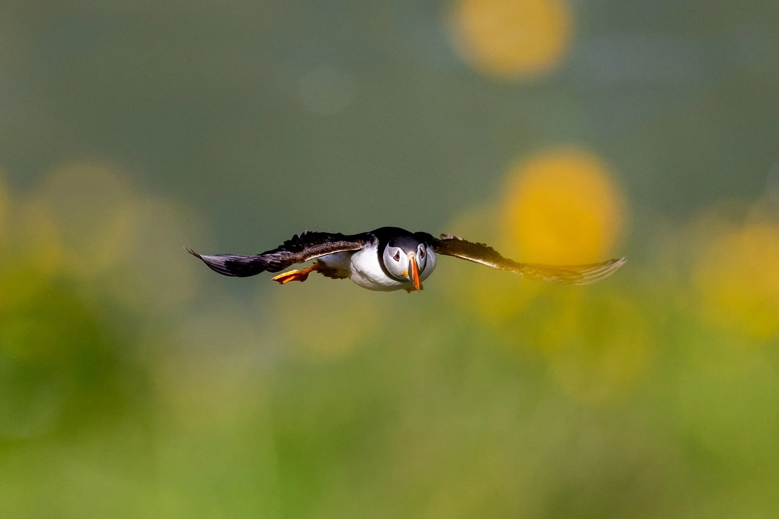 June Photography Tips: The World in Full Bloom