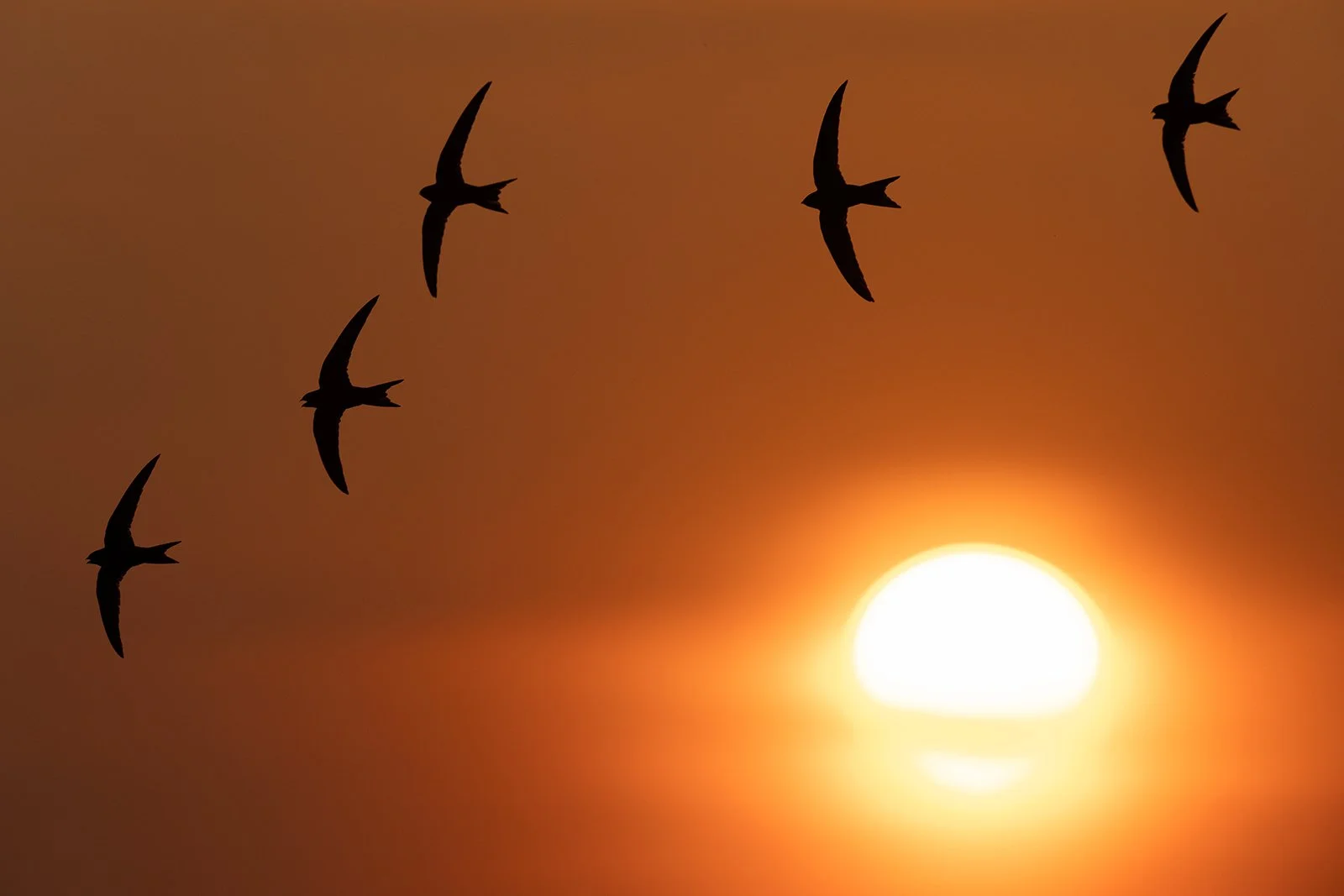 90 Minutes in Nature: 5 Ways to Forget About the World Cup