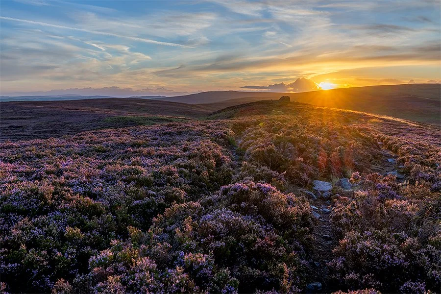 August Photography Tips: Start Wearing Purple