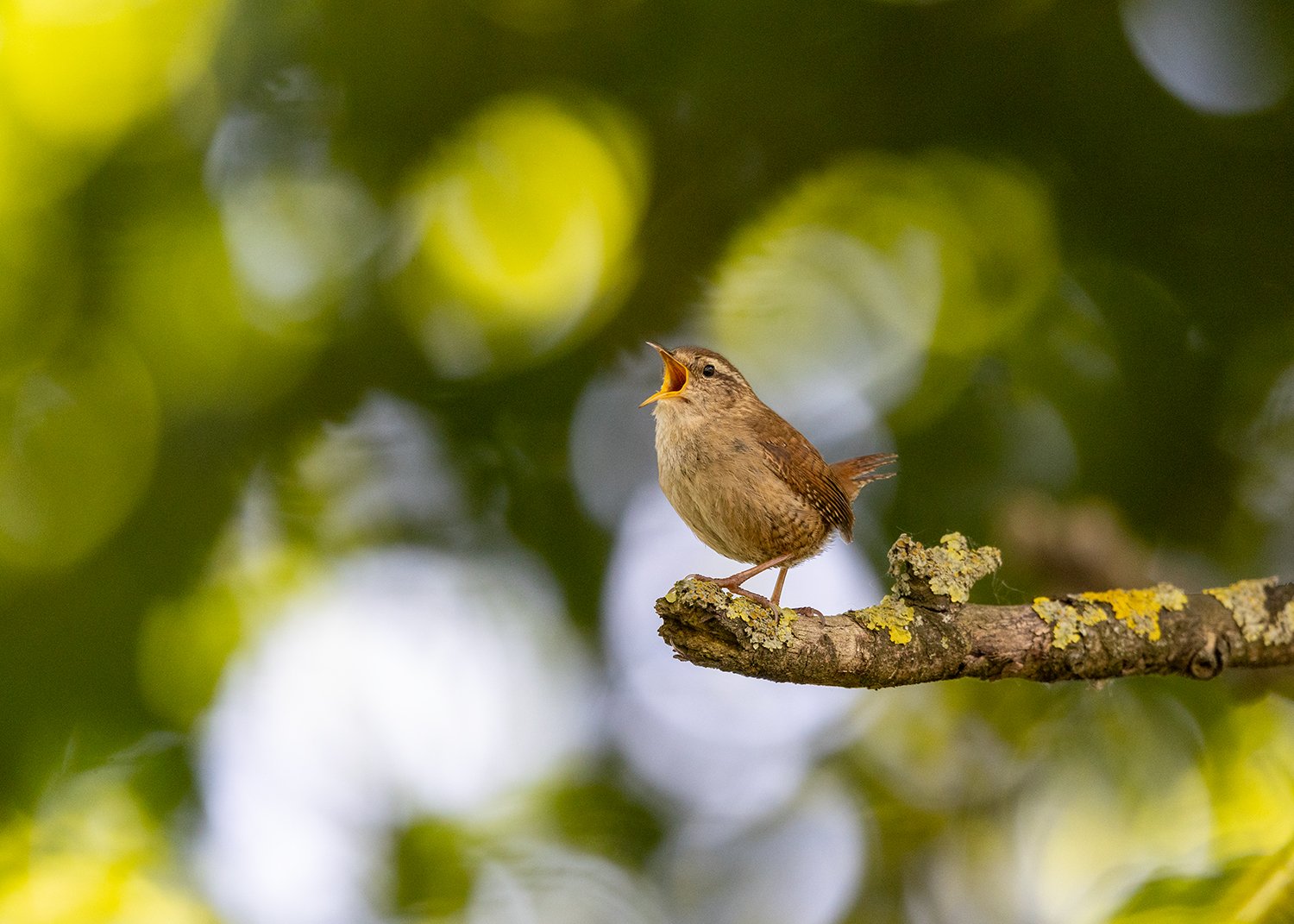 Wren singing from a tree branch