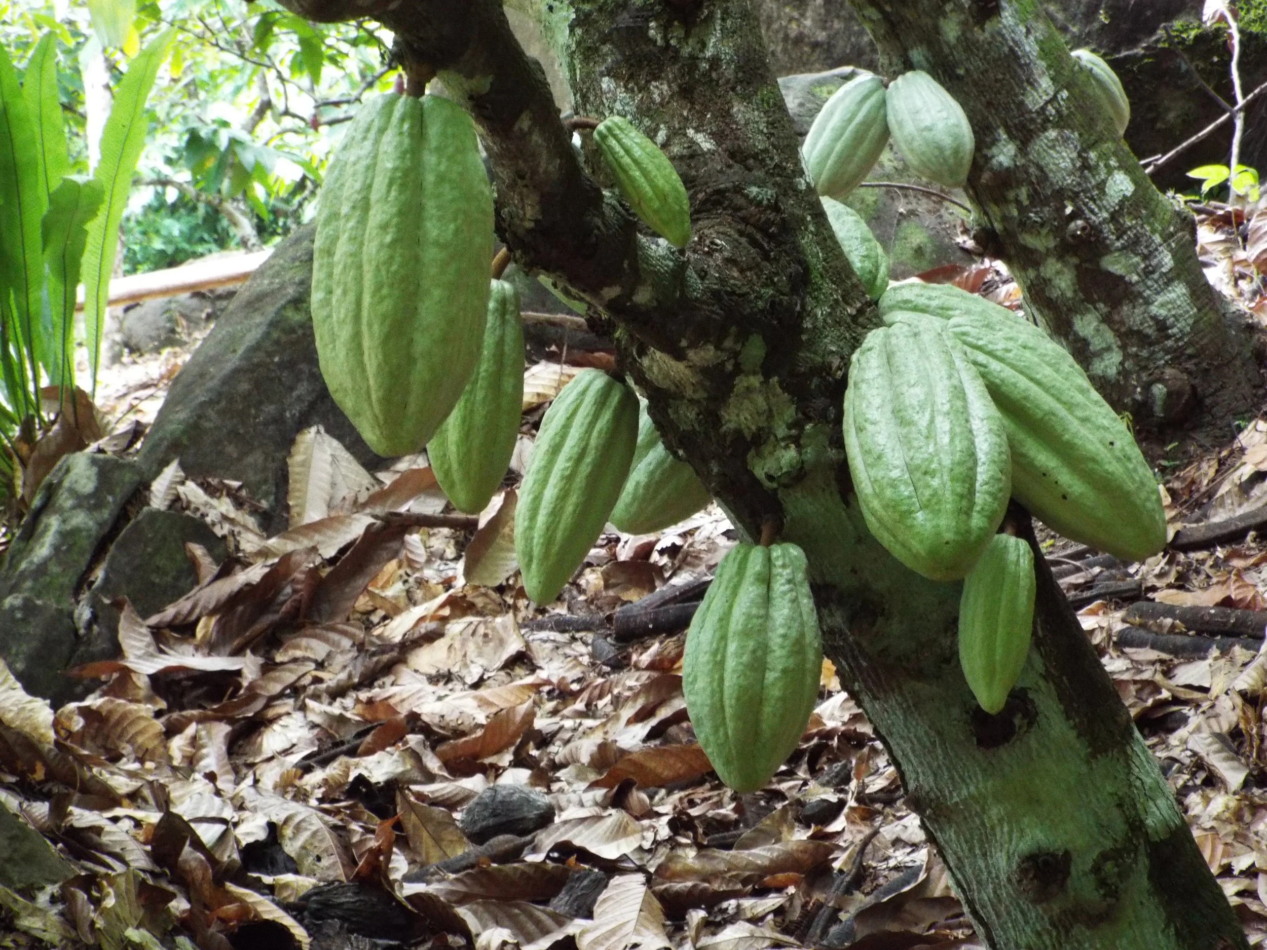 Green, unripe fruit of cacao tree along trunk