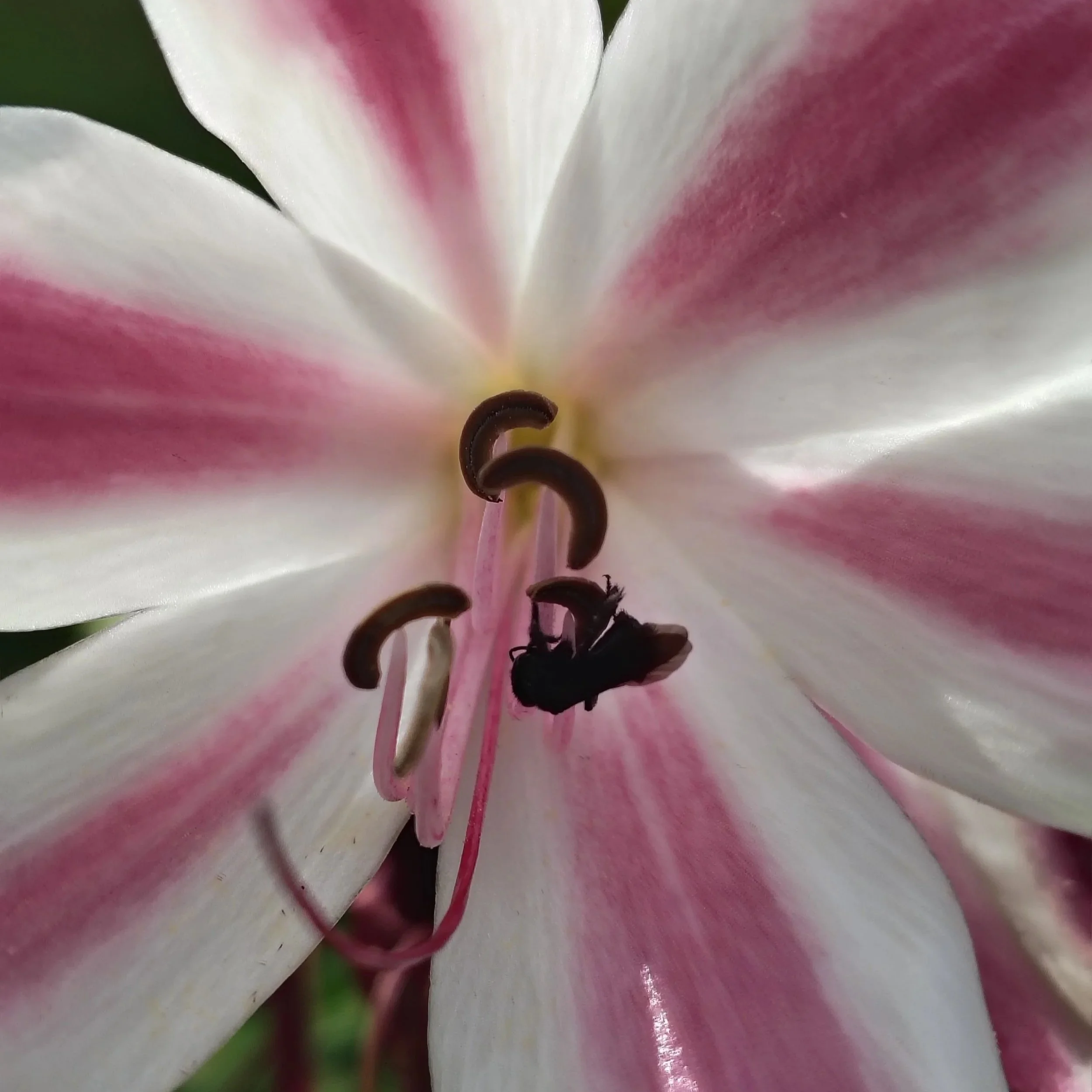 A small stingless bee on the anther of a flower in the Liliaceae family.