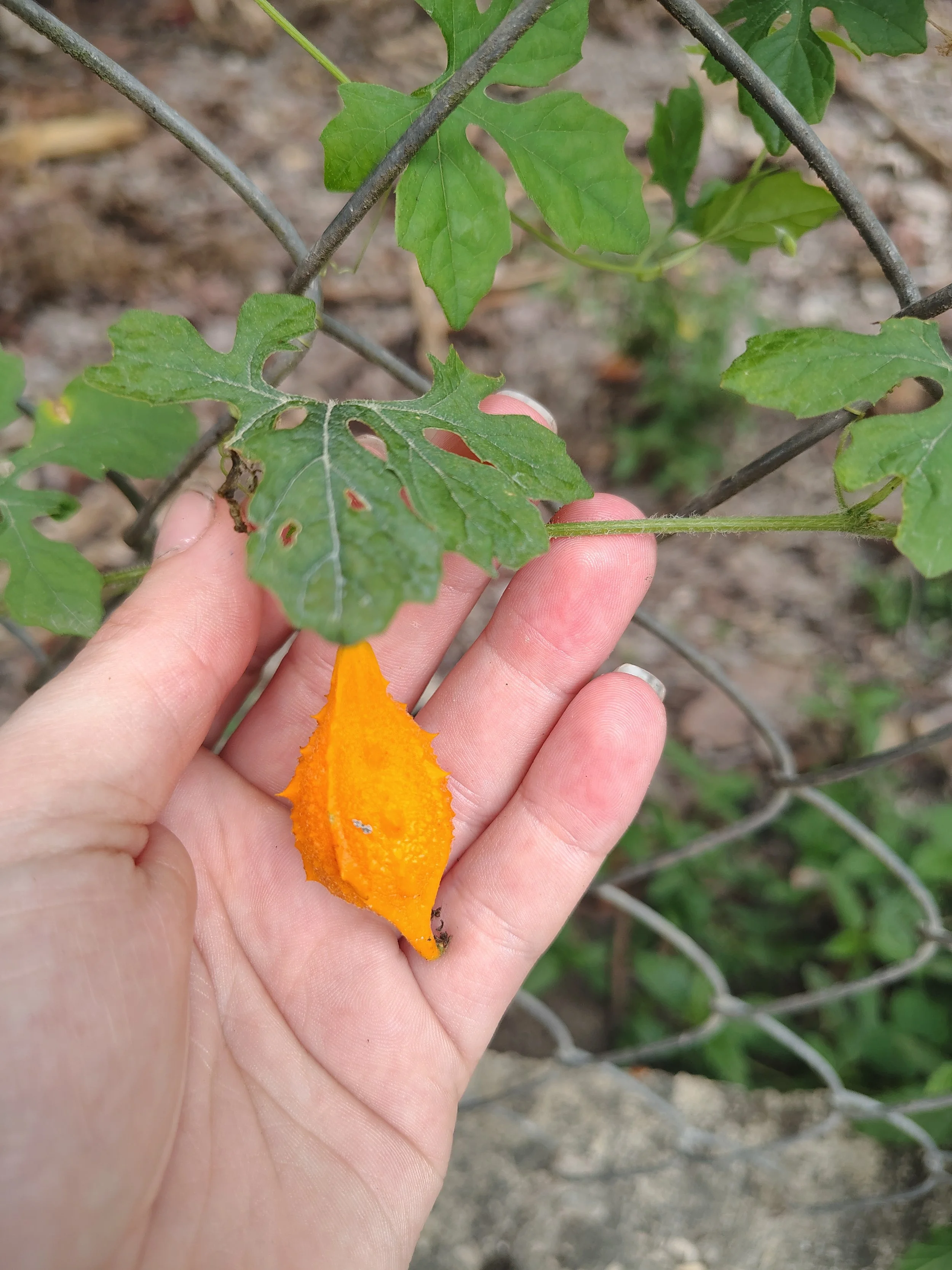 The researcher holds an orange, small, globulous fruit of sorosi still on the vine.