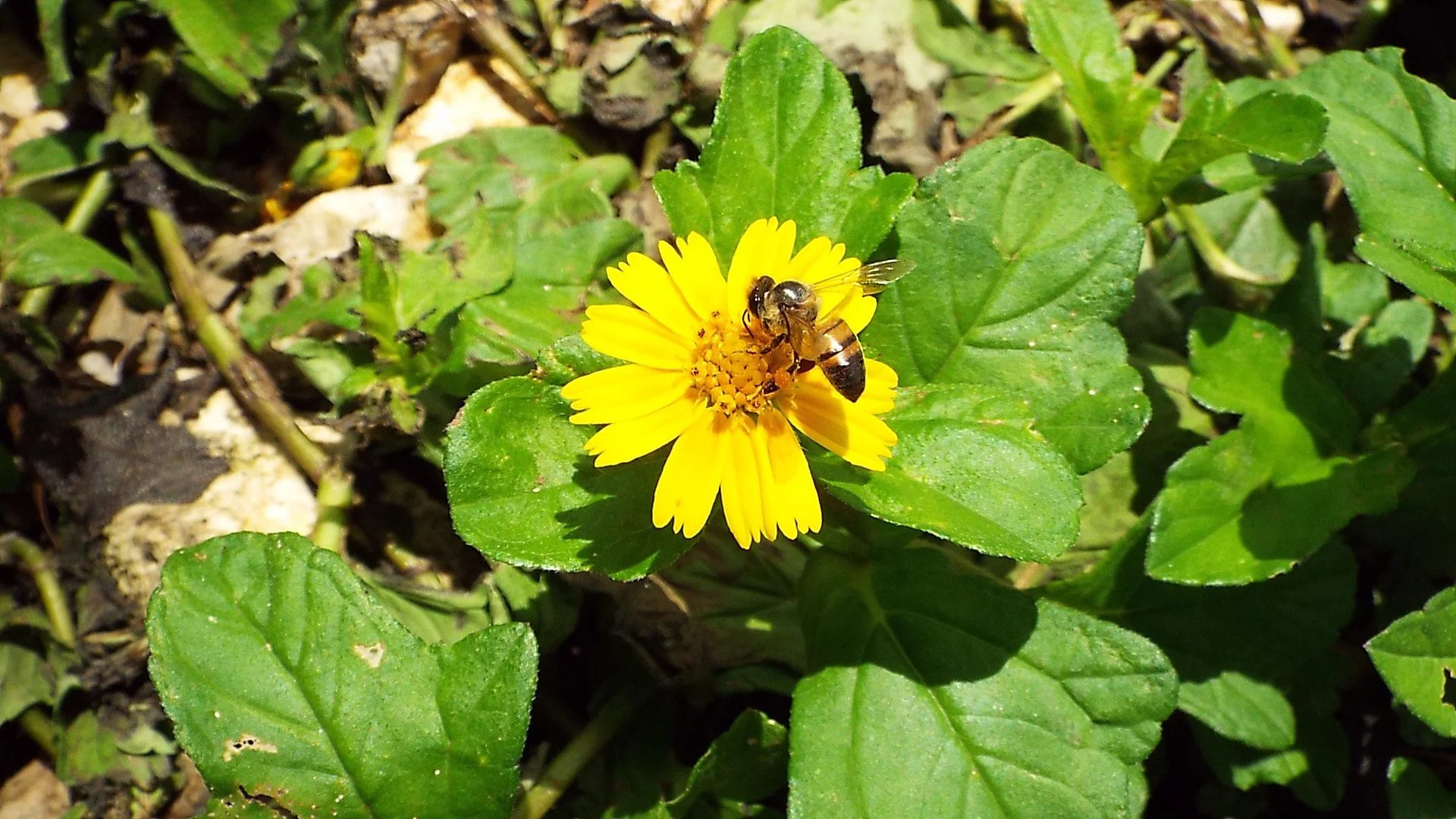 European honeybee visiting a small yellow flower of the sunflower family.