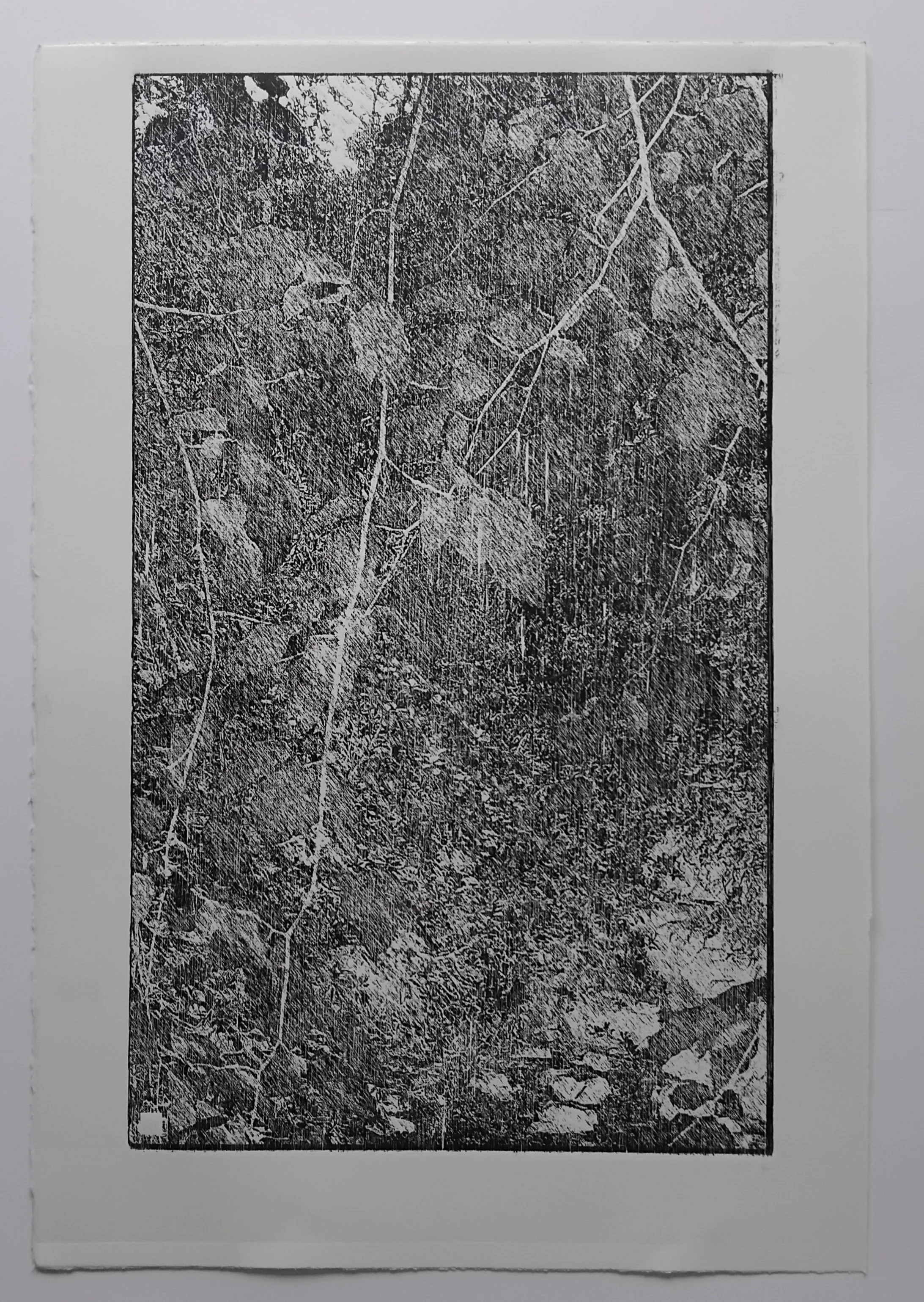 Untitled 1 (from Caiseal Chaoilte, Forest series in progress), Laser-engraved woodblock on Fabriano Artistico 300gsm Paper, Image size height 49cm x width 29cm, Paper size height 56.5 x width 38.5cm. 2025