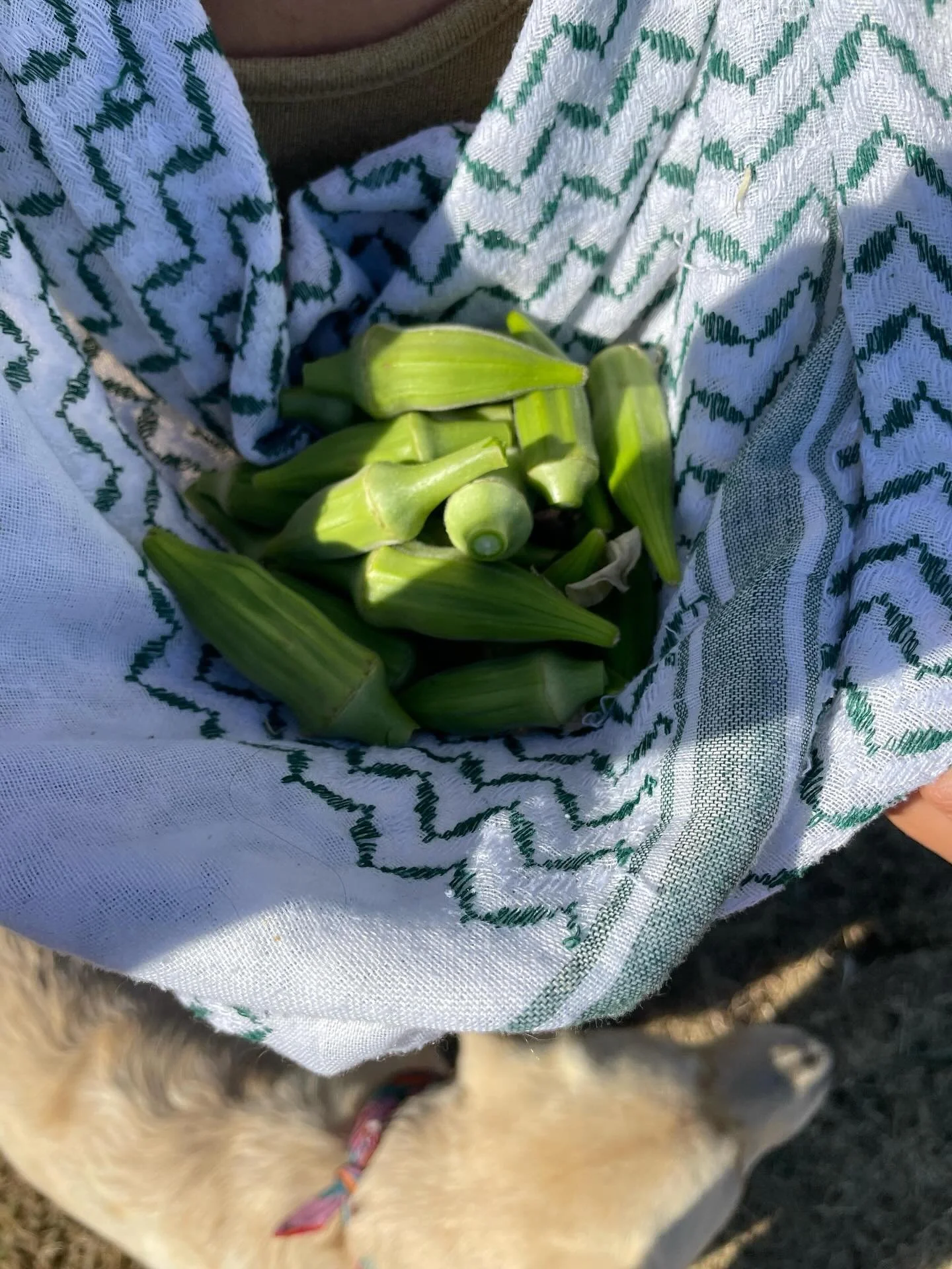 This month was full of gigs and community with our fall orchestra meeting closing the month. Our group gathered for an end of season potluck, and we were able to enjoy a very special fresh mlukhiyye and bamye harvest from @mnlfarm. @saboonmaazeh (our