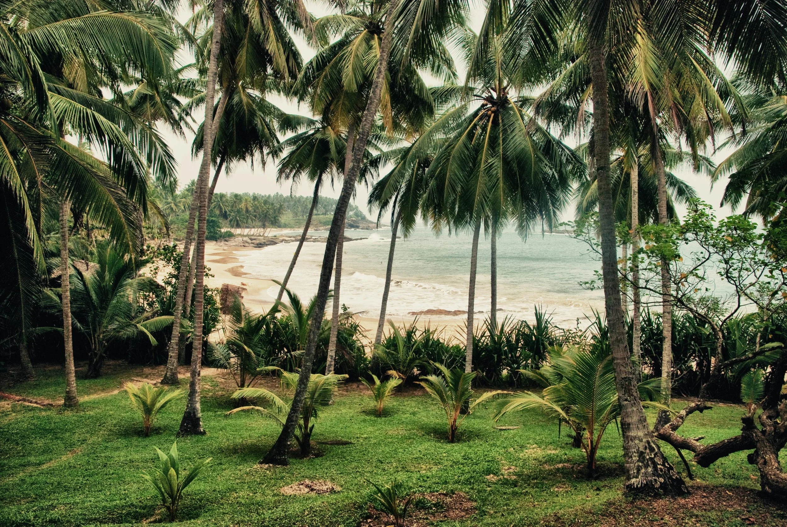 Tropical beach with palm trees, green grass, and ocean waves.