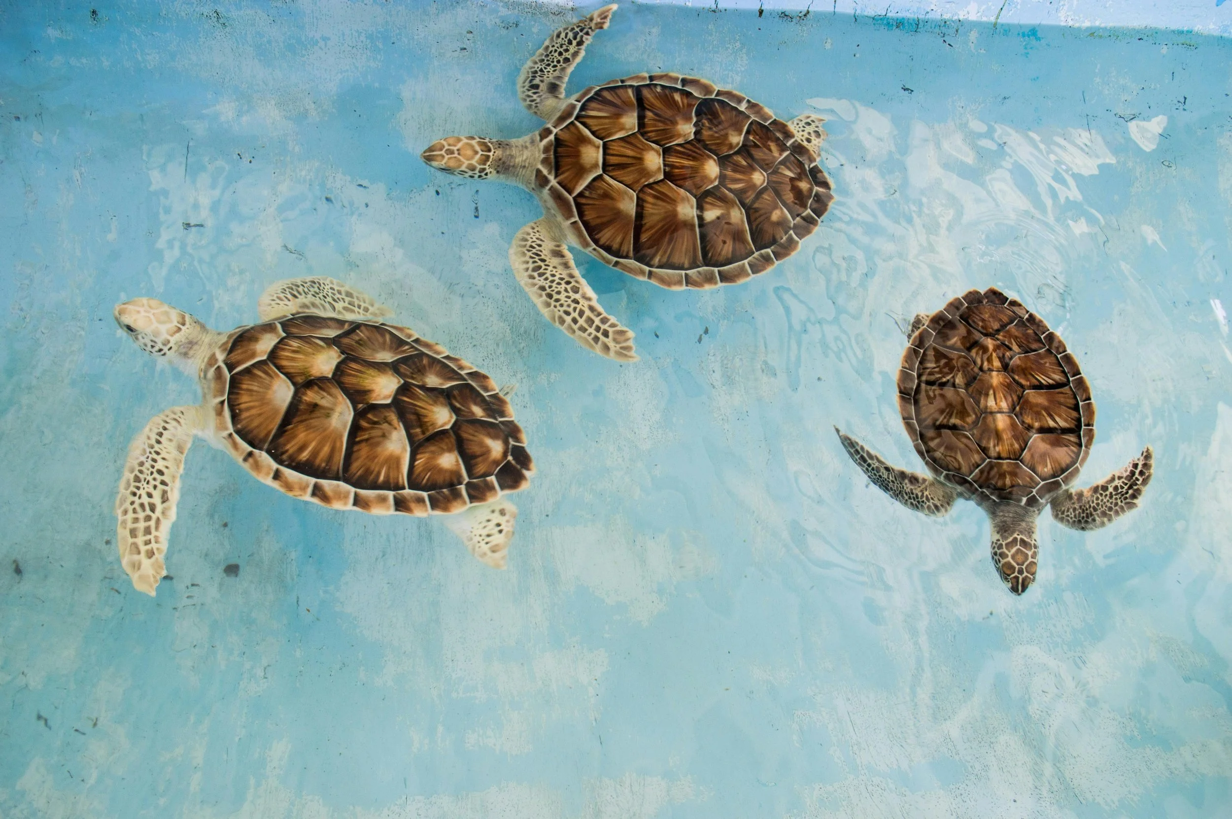Three baby turtles swimming in a shallow pool of water with a blue background.