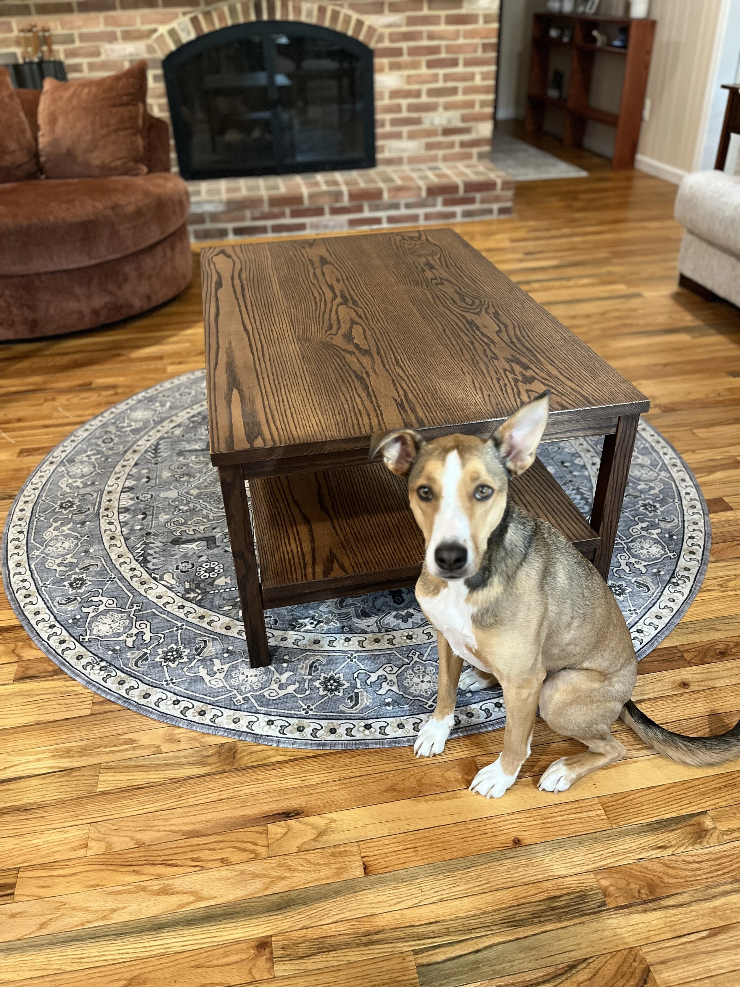 A medium-sized dog with tan, white, and black fur sitting on a hardwood floor in front of a wooden coffee table with a patterned rug underneath. In the background, there is a brick fireplace and a beige sofa.