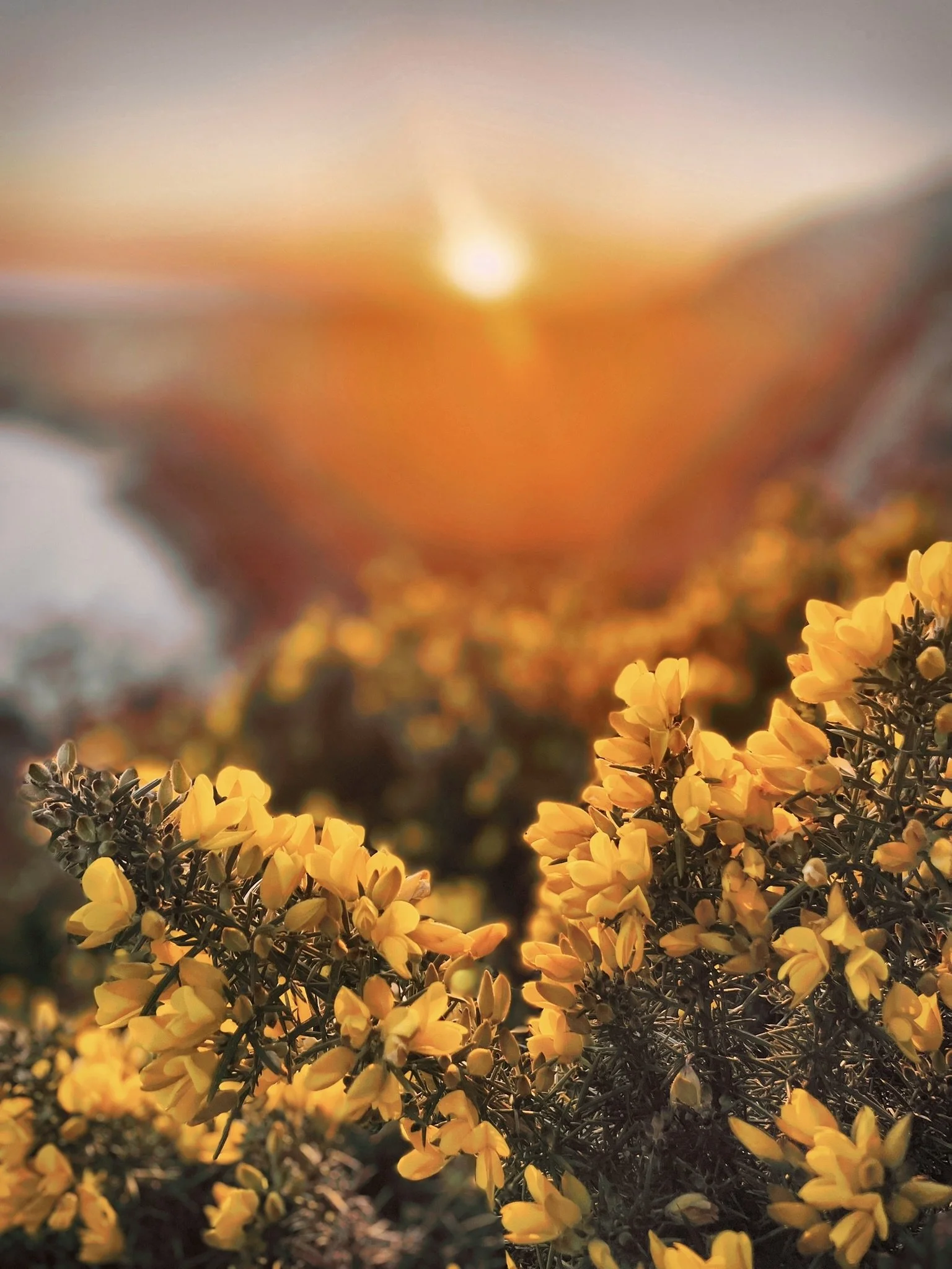 Gorse Burst 