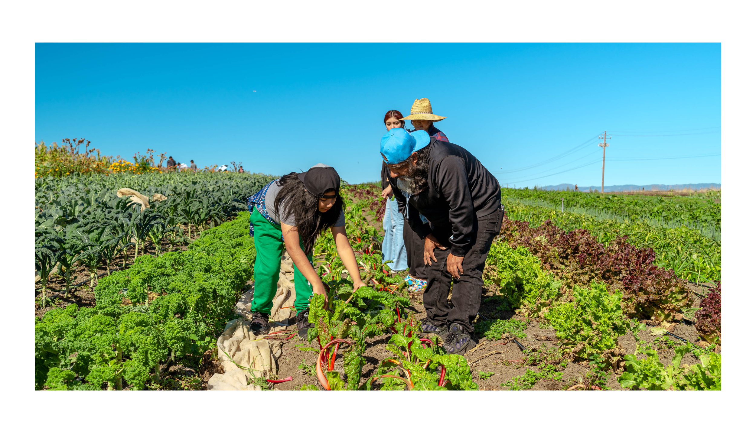 People working together in a vegetable garden under a clear blue sky, including a young girl and two adults, one wearing a blue cap and the other wearing a straw hat.