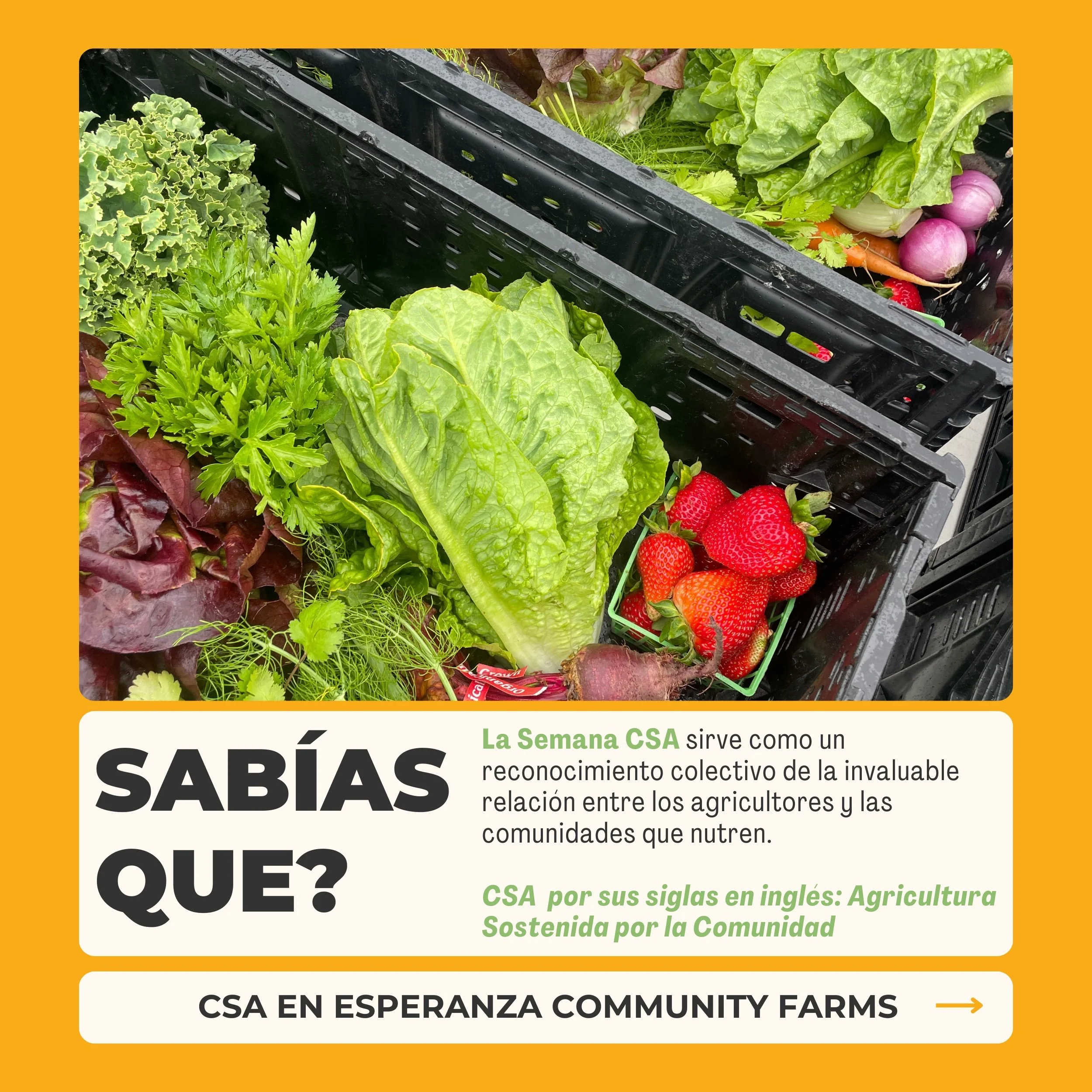 1-SP-CSA-QueEs-ECF.jpg