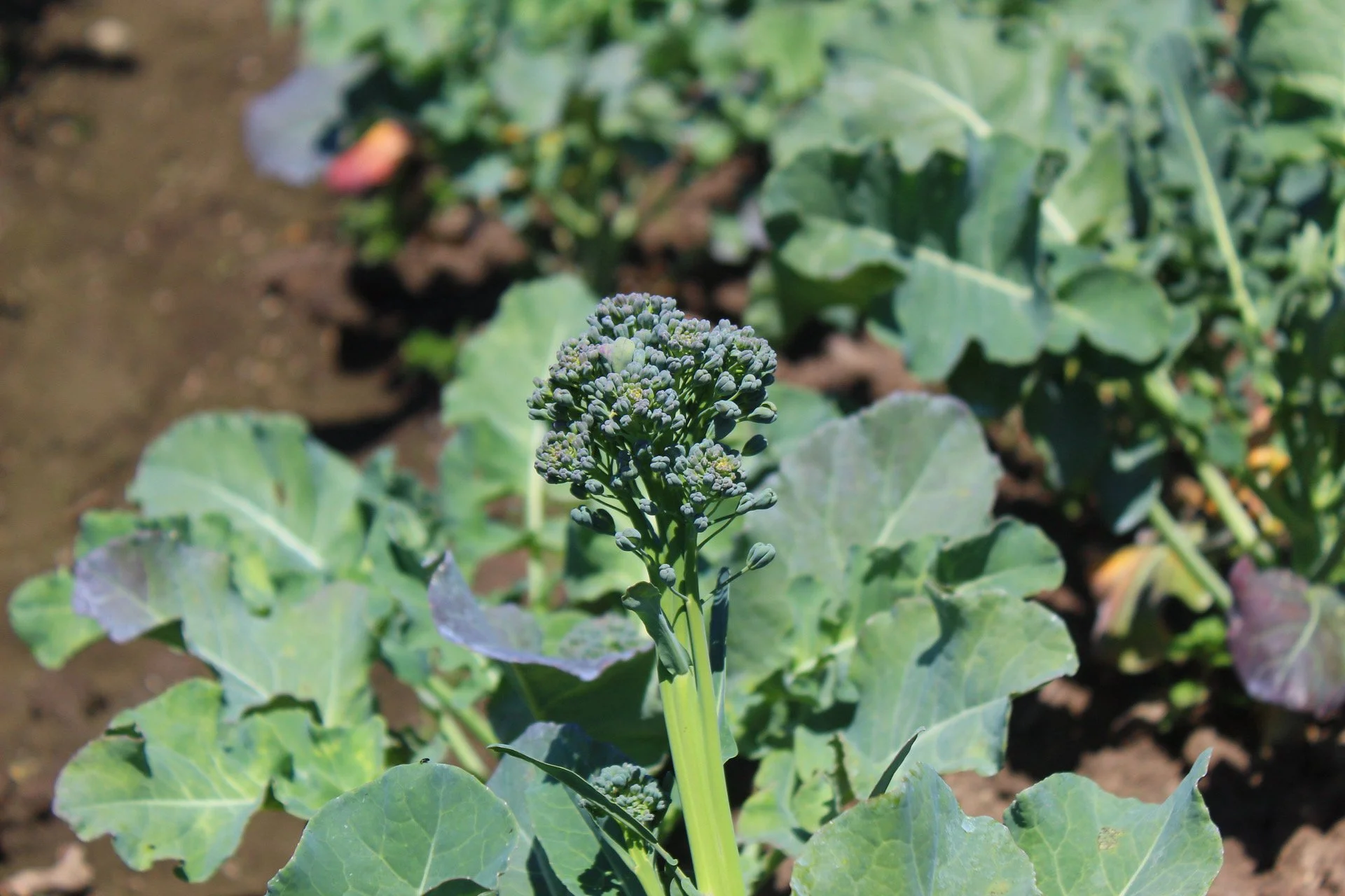 organic and fresh brocollini