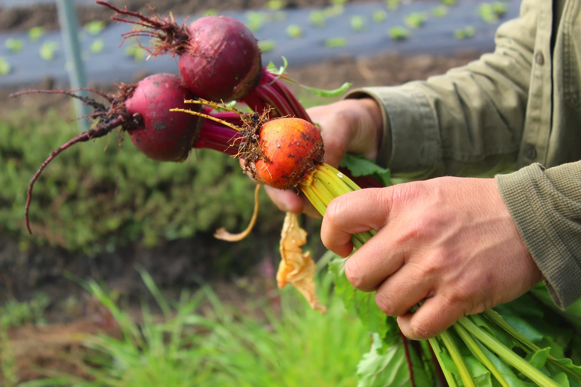 organic vegetable beet