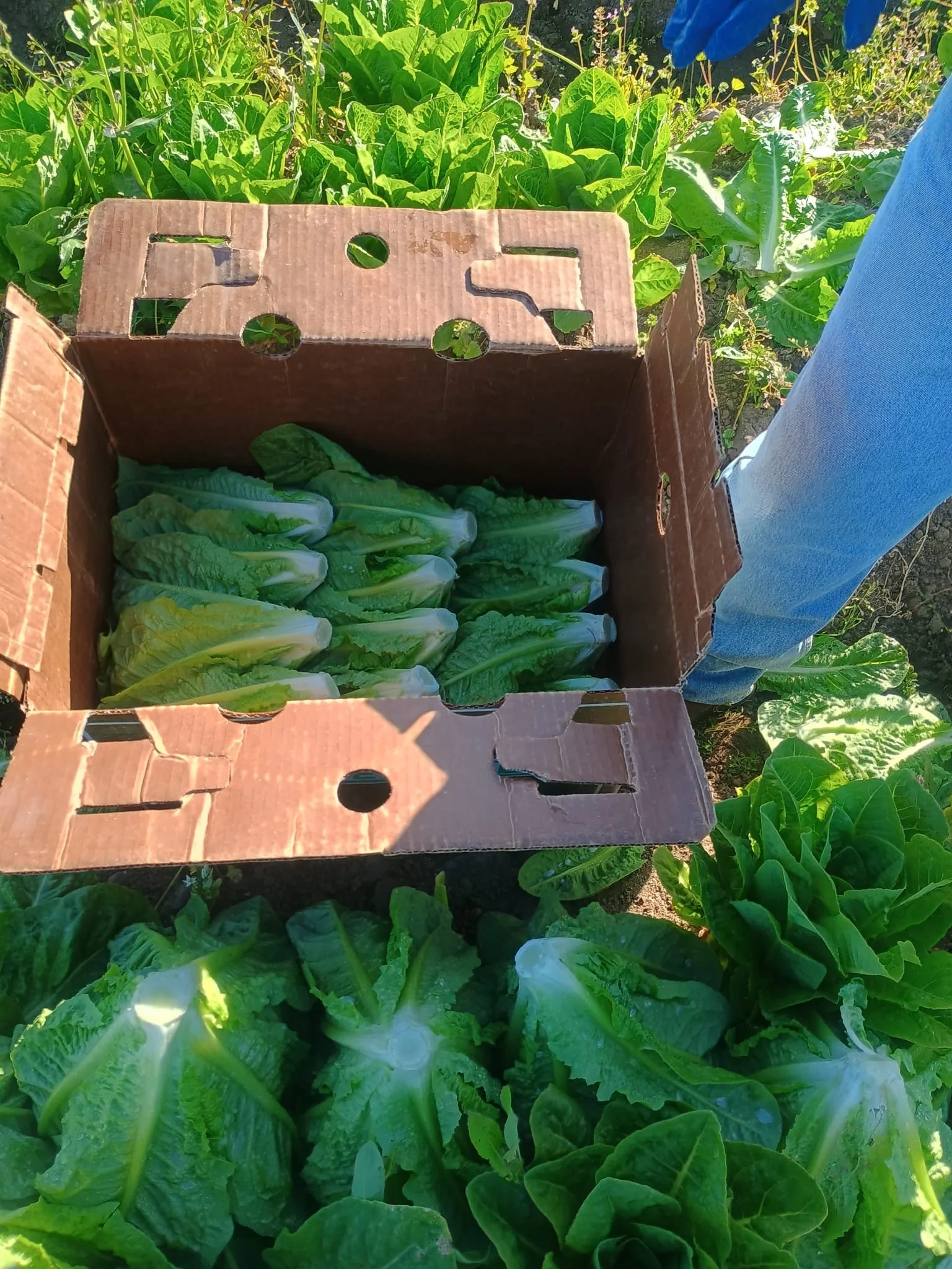 a box of lettuce