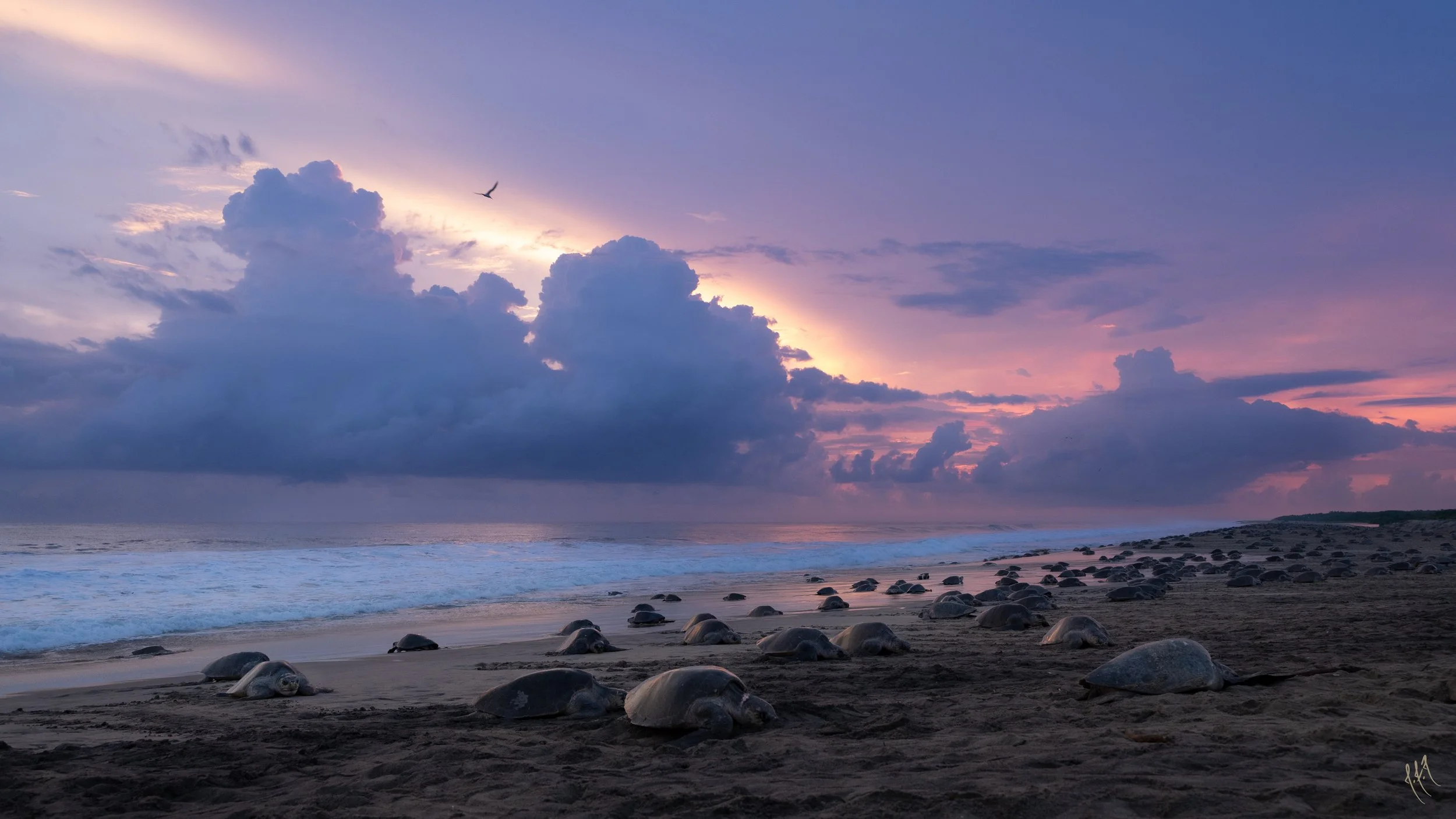 tortues-1-2.jpg